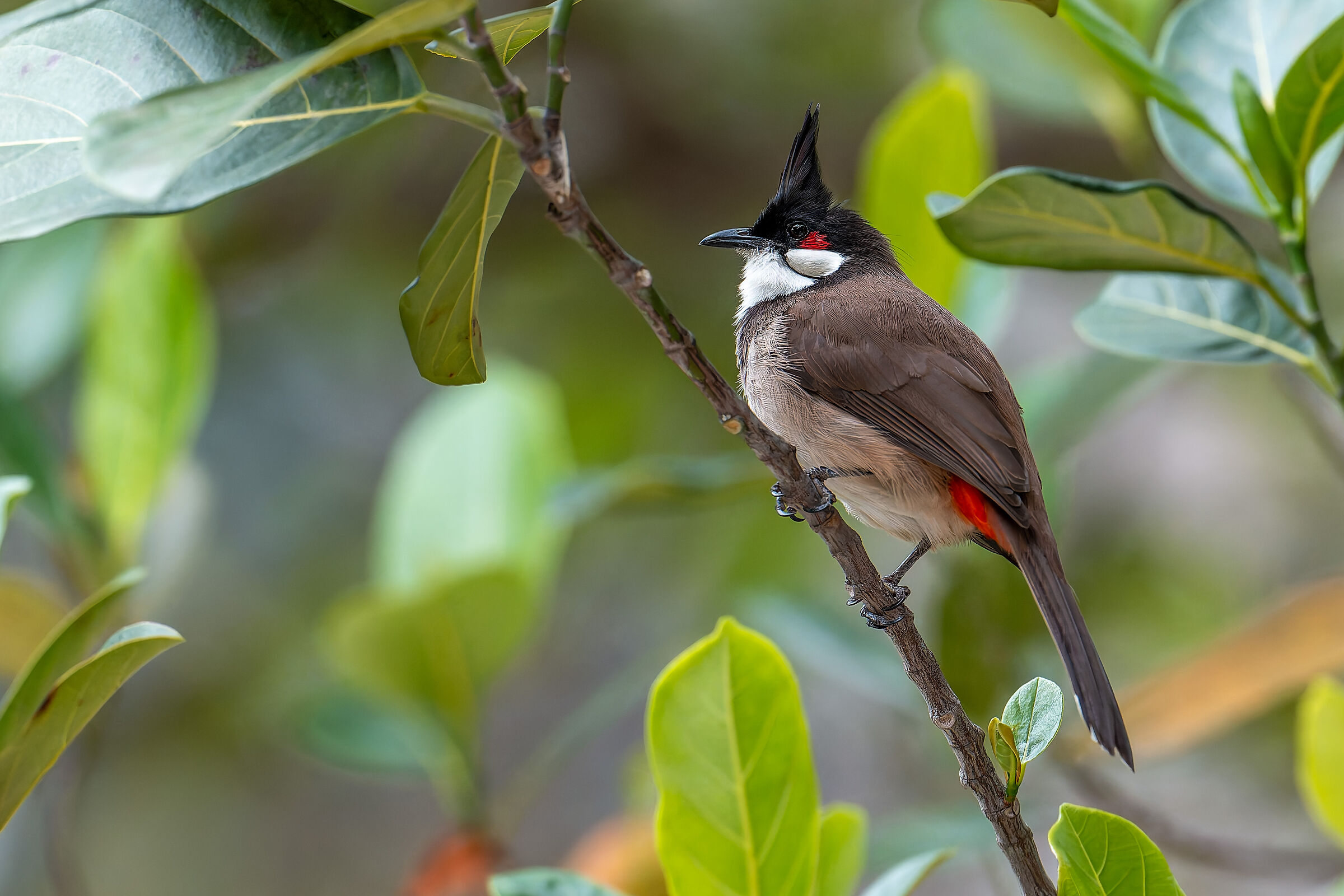 Red moustache bulbul (Pycnonotus jocosus)