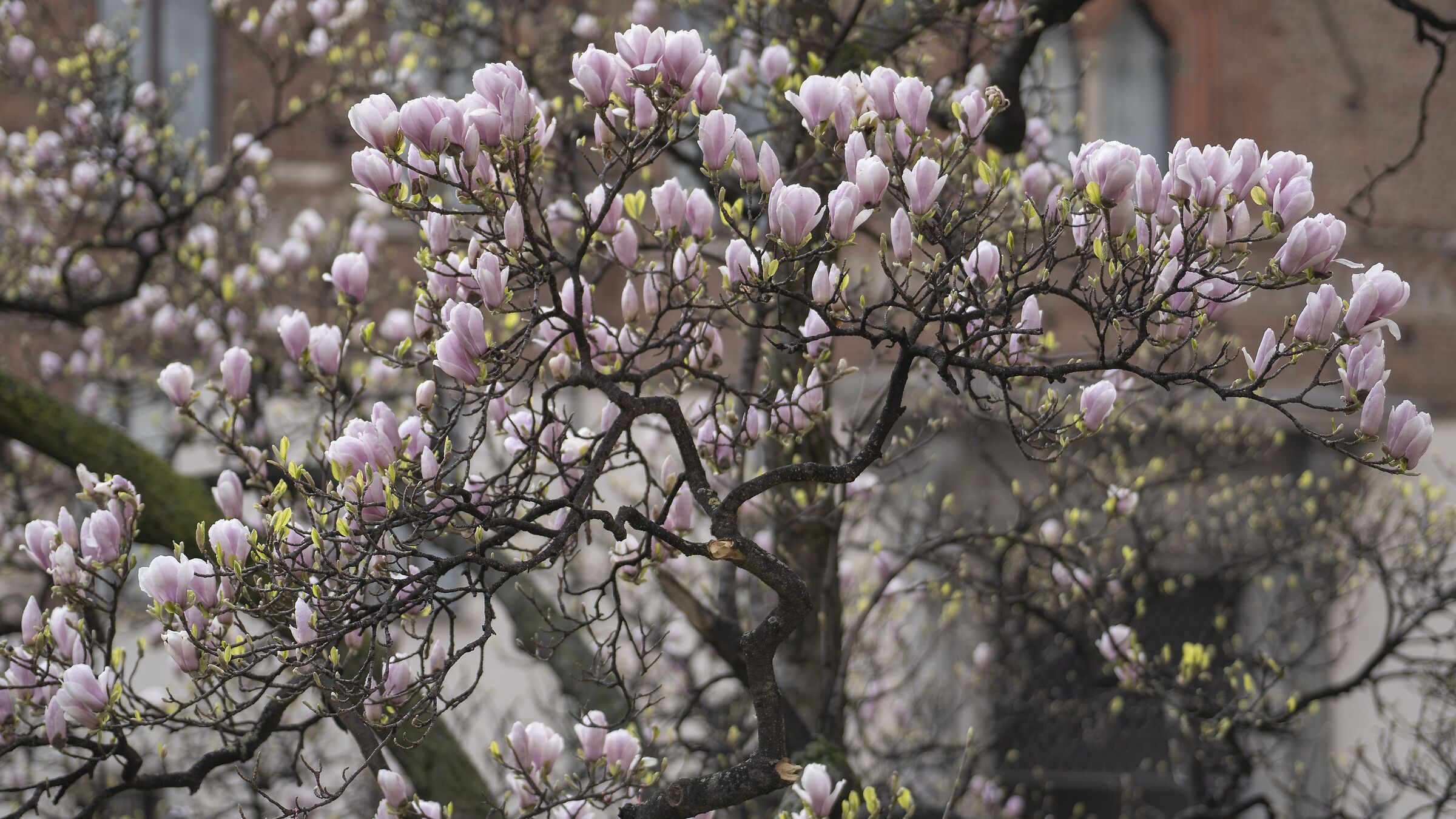 "Magnolia Denudata" in Piazza Duomo -13/03/2025, 12:04