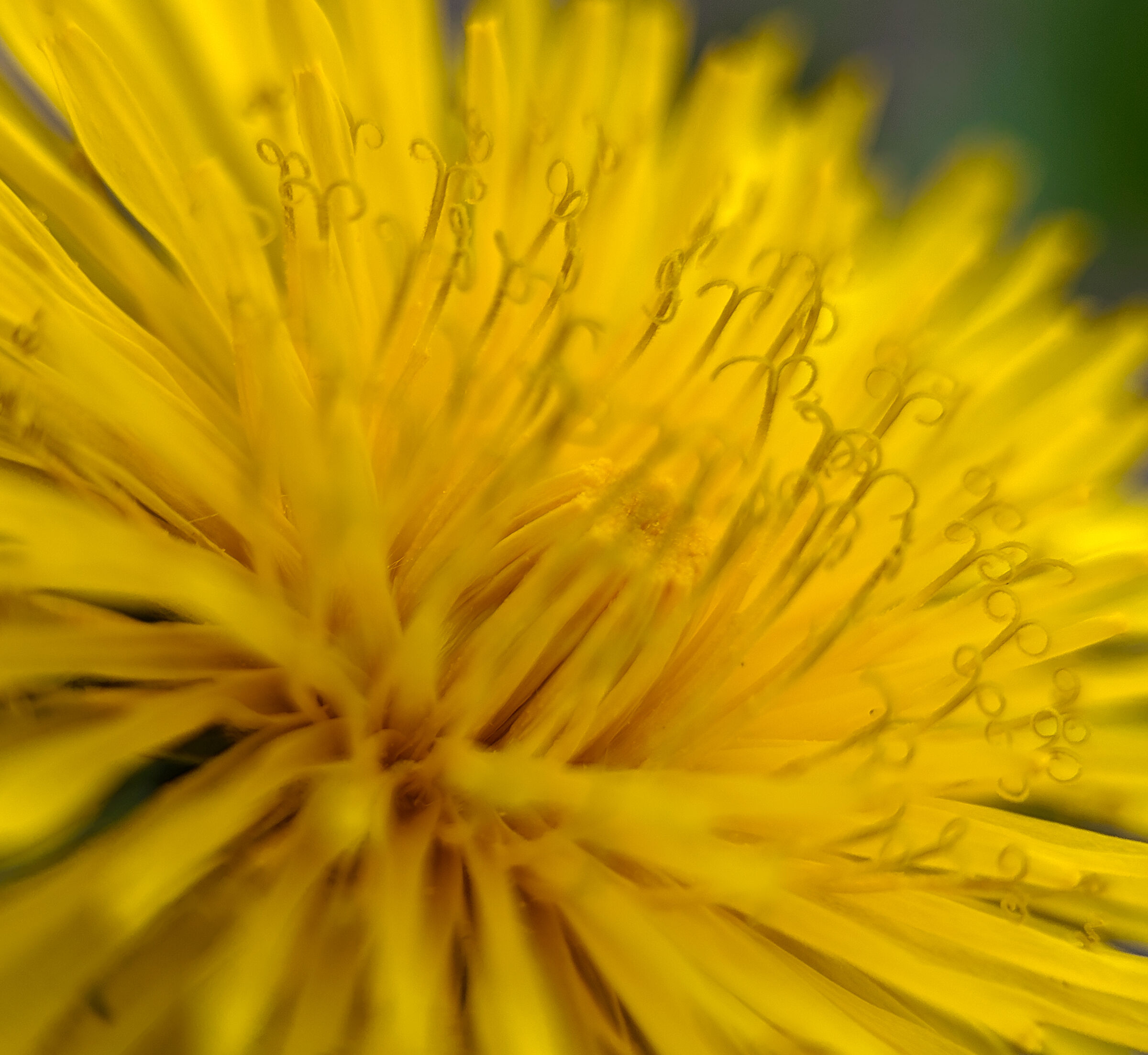 Motorola Edge 50 ultra lente close up macro