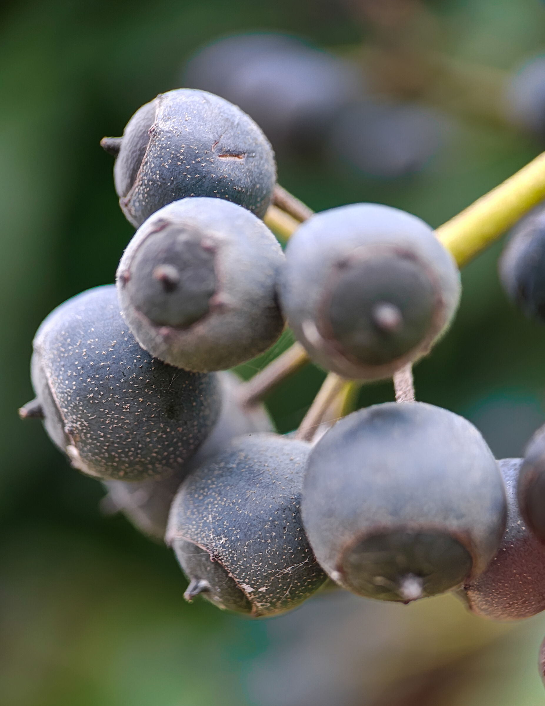 Motorola Edge 50 ultra lente close up macro