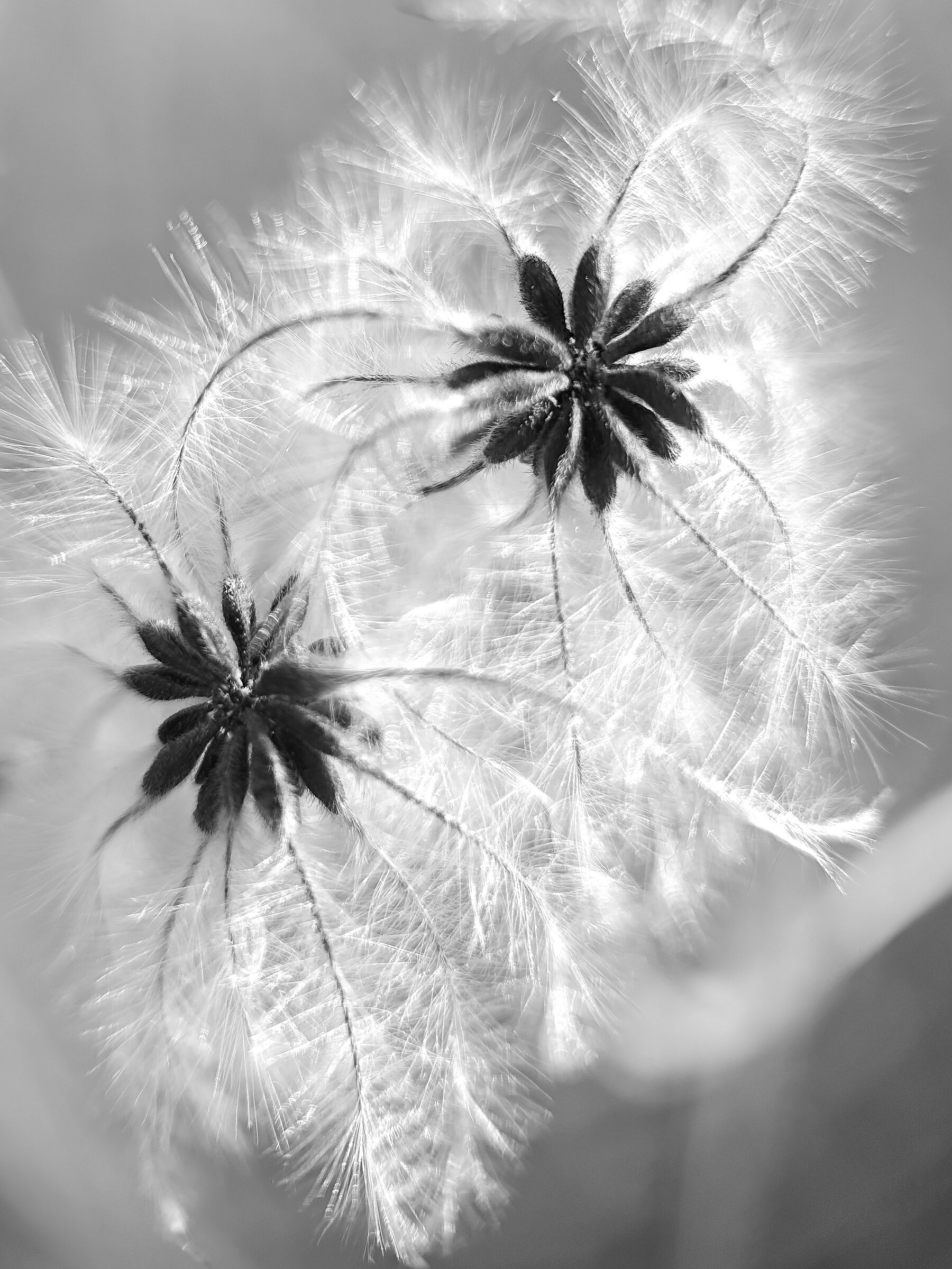 Motorola Edge 50 ultra lente close up macro