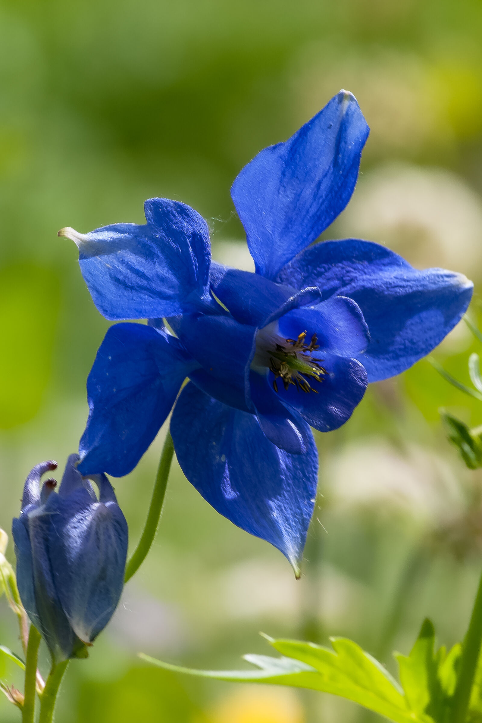 Aquilegia alpina