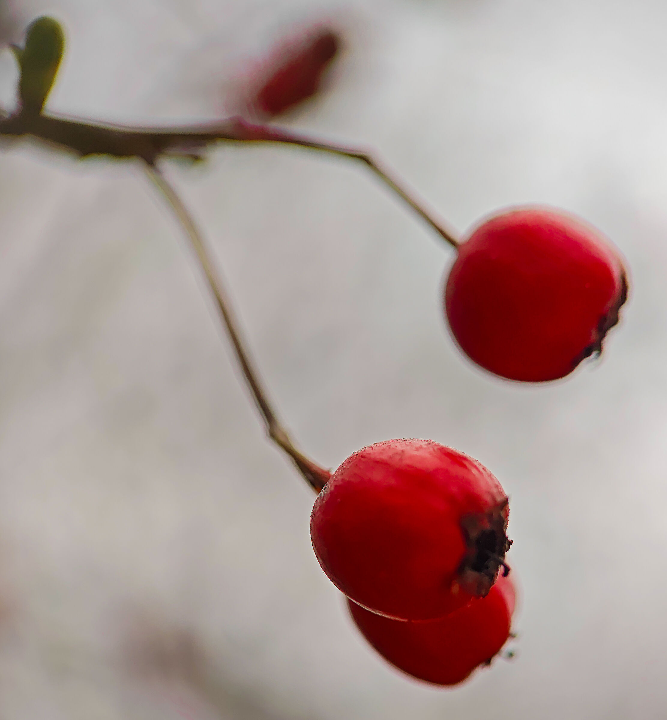 Motorola Edge 50 ultra lente close up macro
