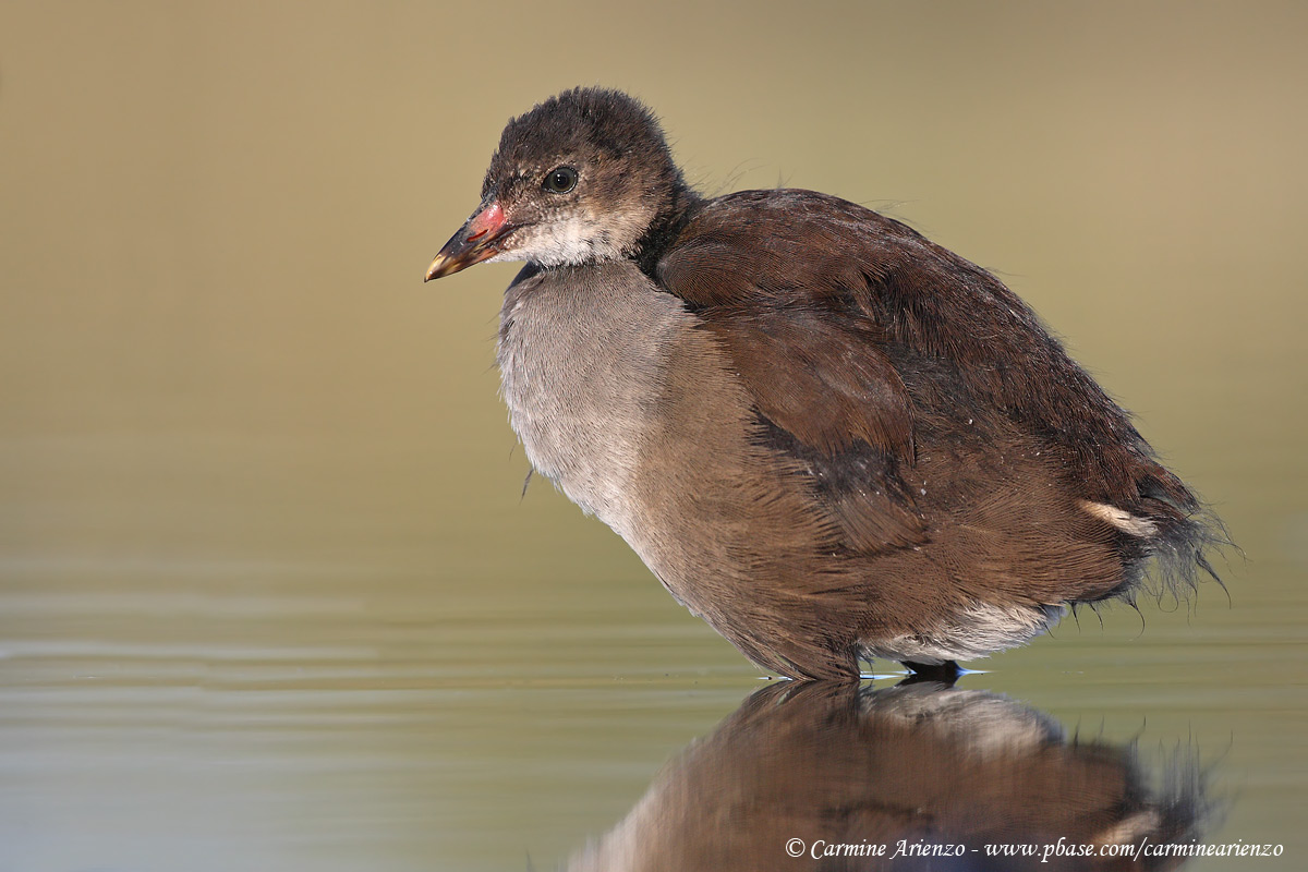 Giovane Gallinella 1