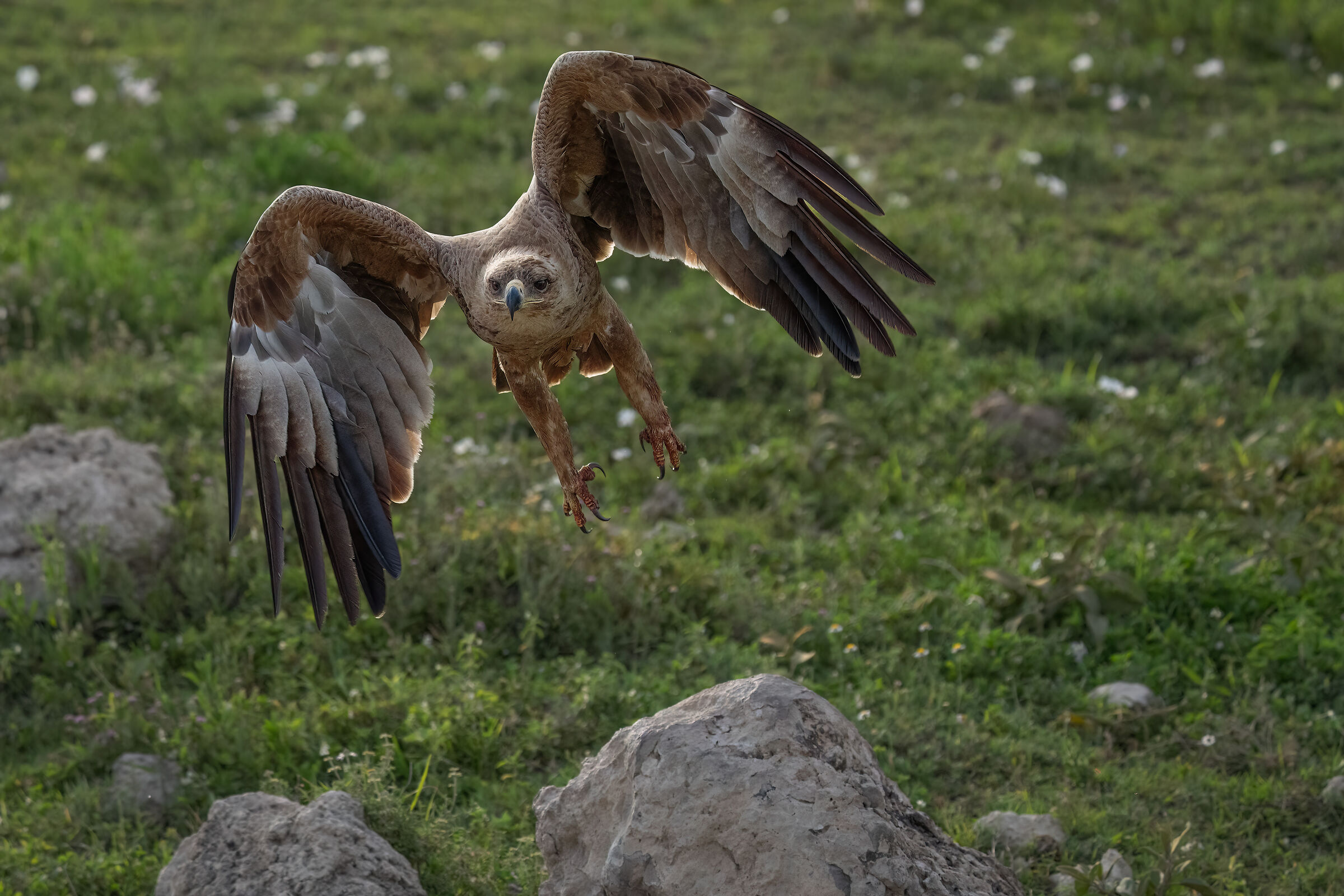 Aquila rapace al tramonto