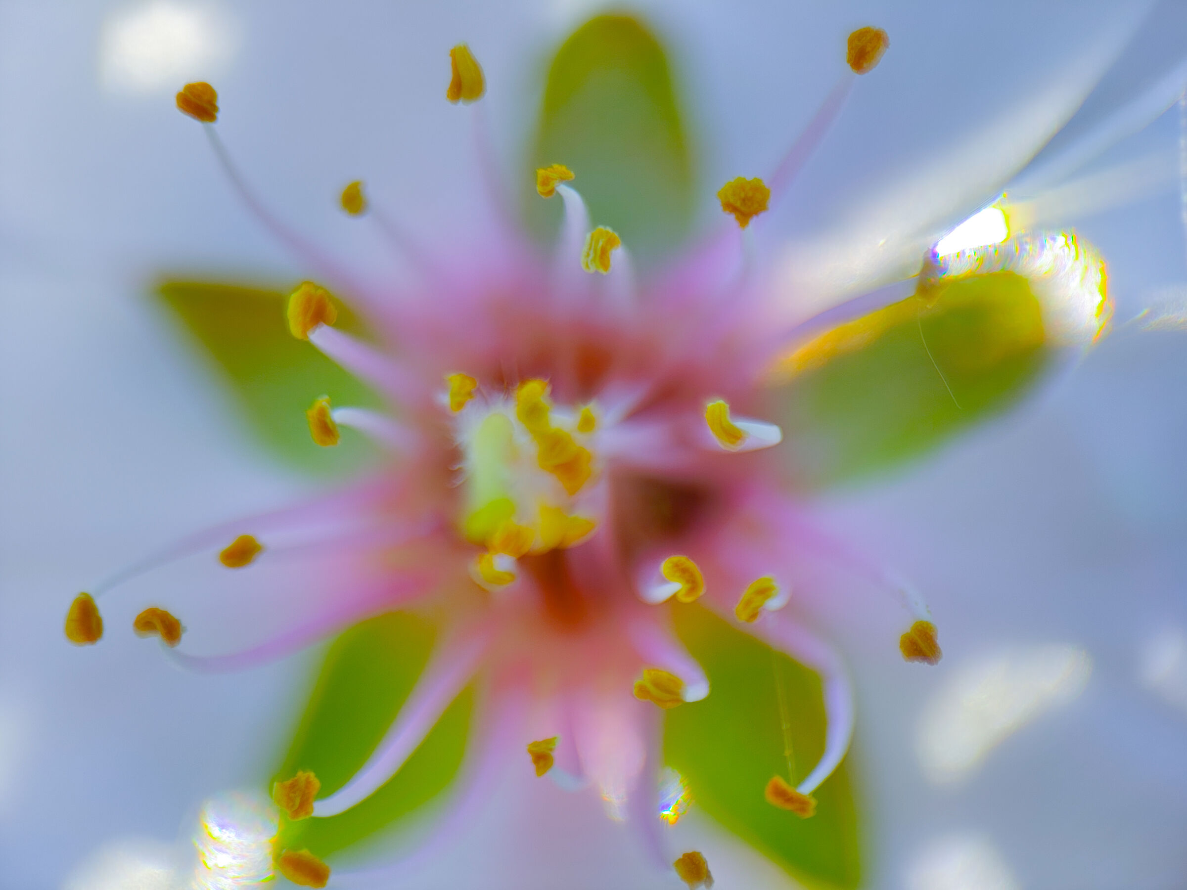 Motorola Edge 50 ultra lente close up macro