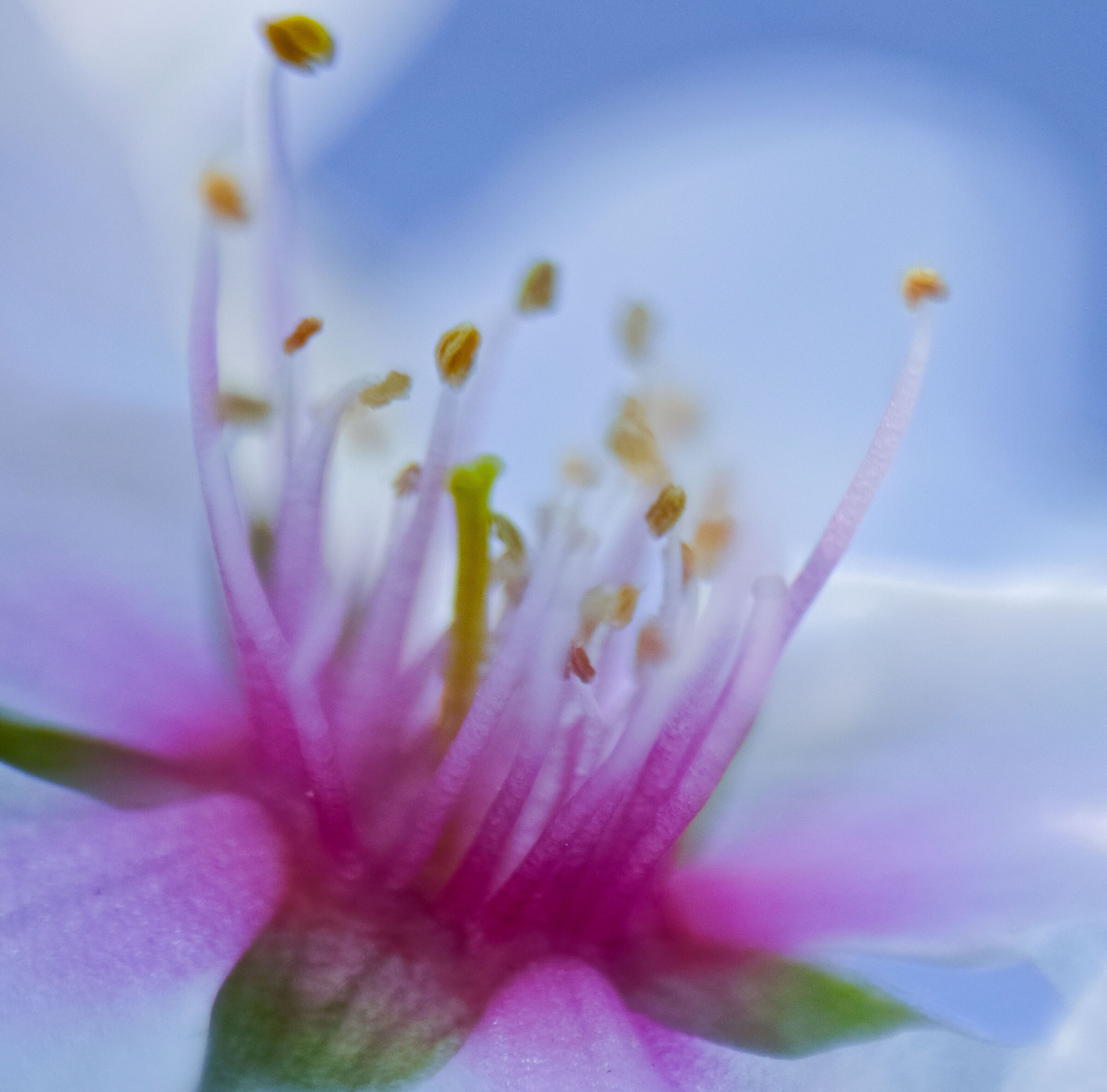 Motorola Edge 50 ultra lente close up macro