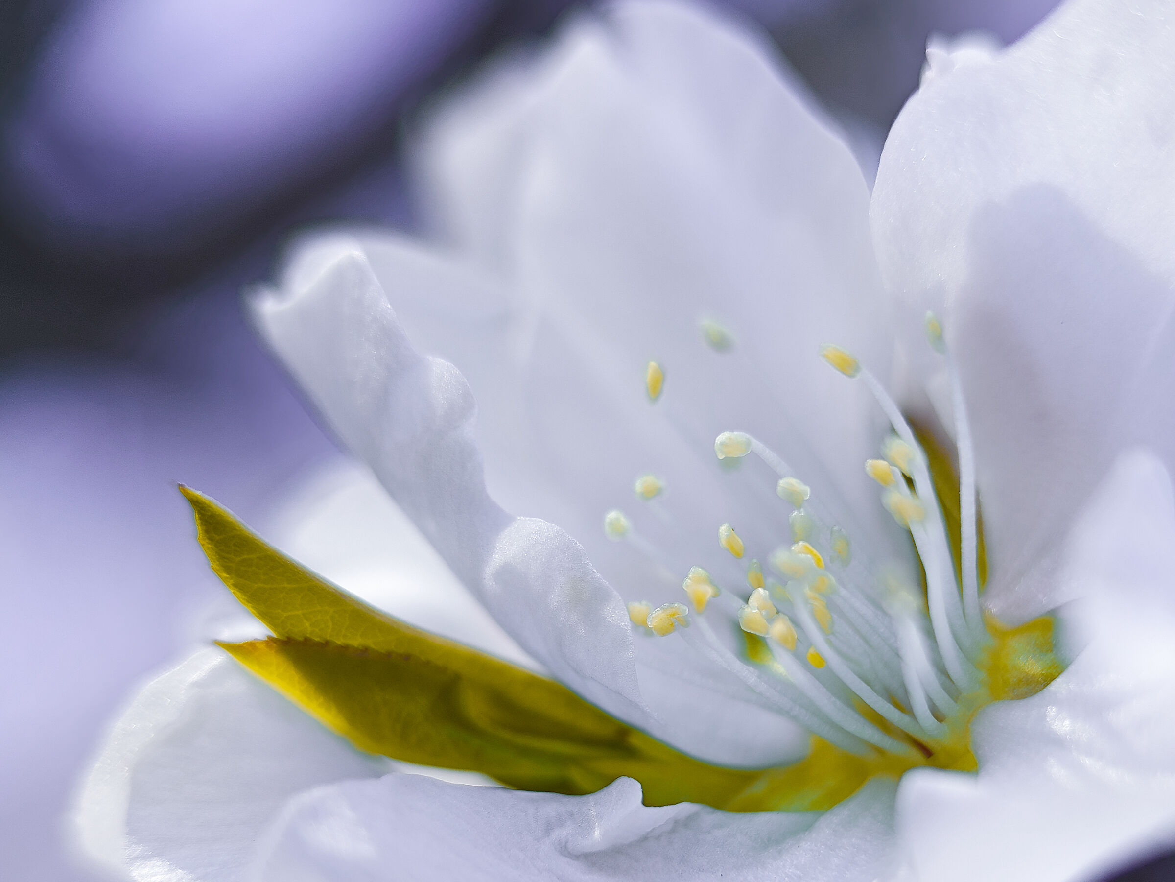 Motorola Edge 50 ultra lente close up macro