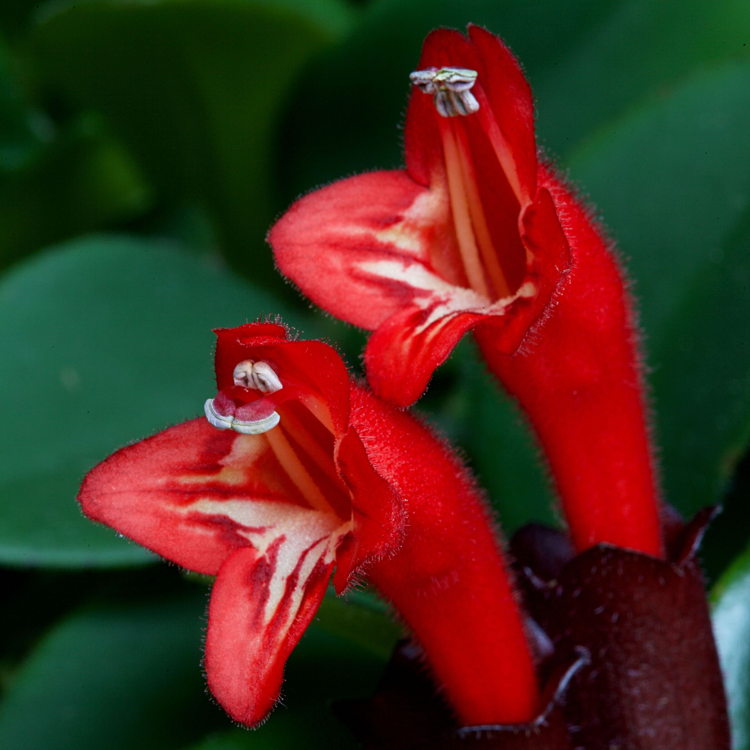 But what a big mouth you have