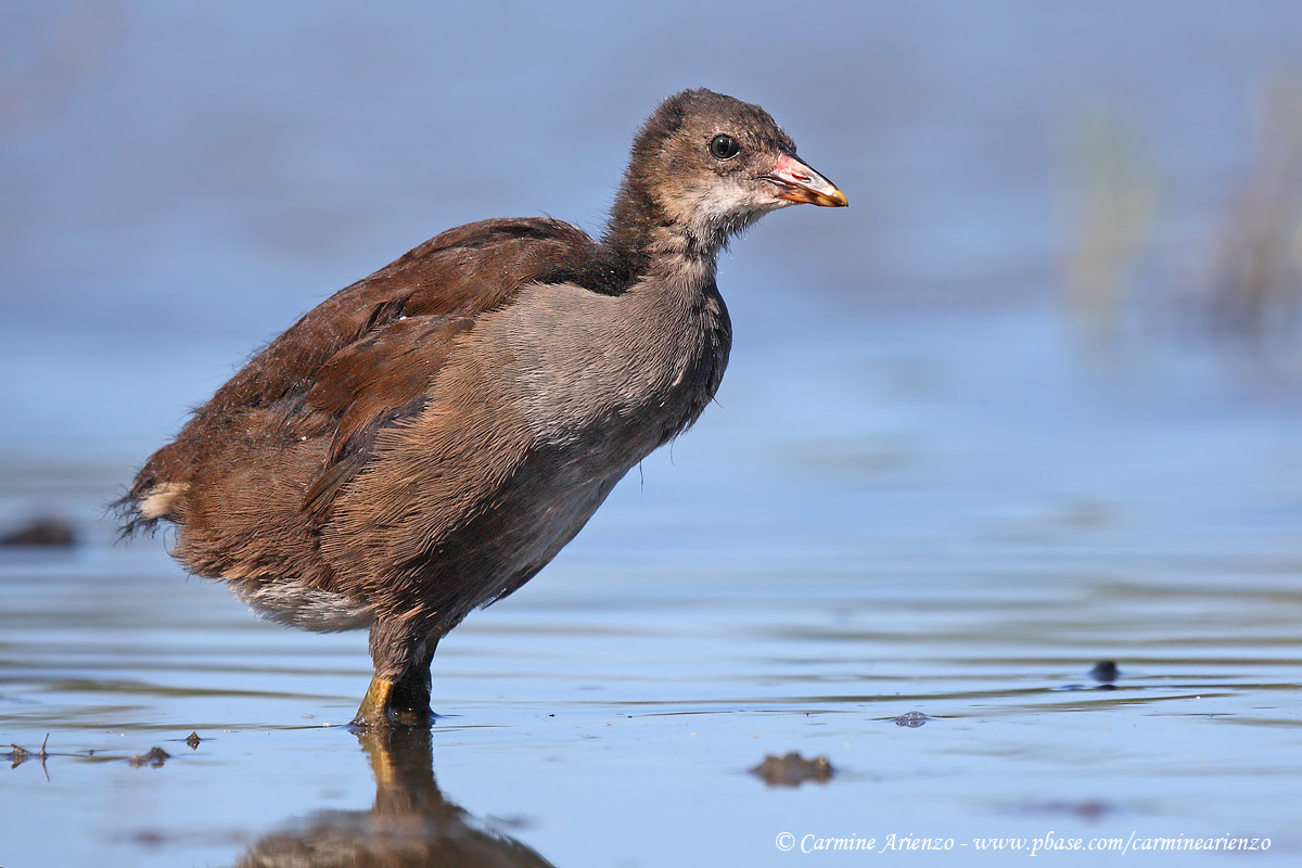 Giovane gallinella 2