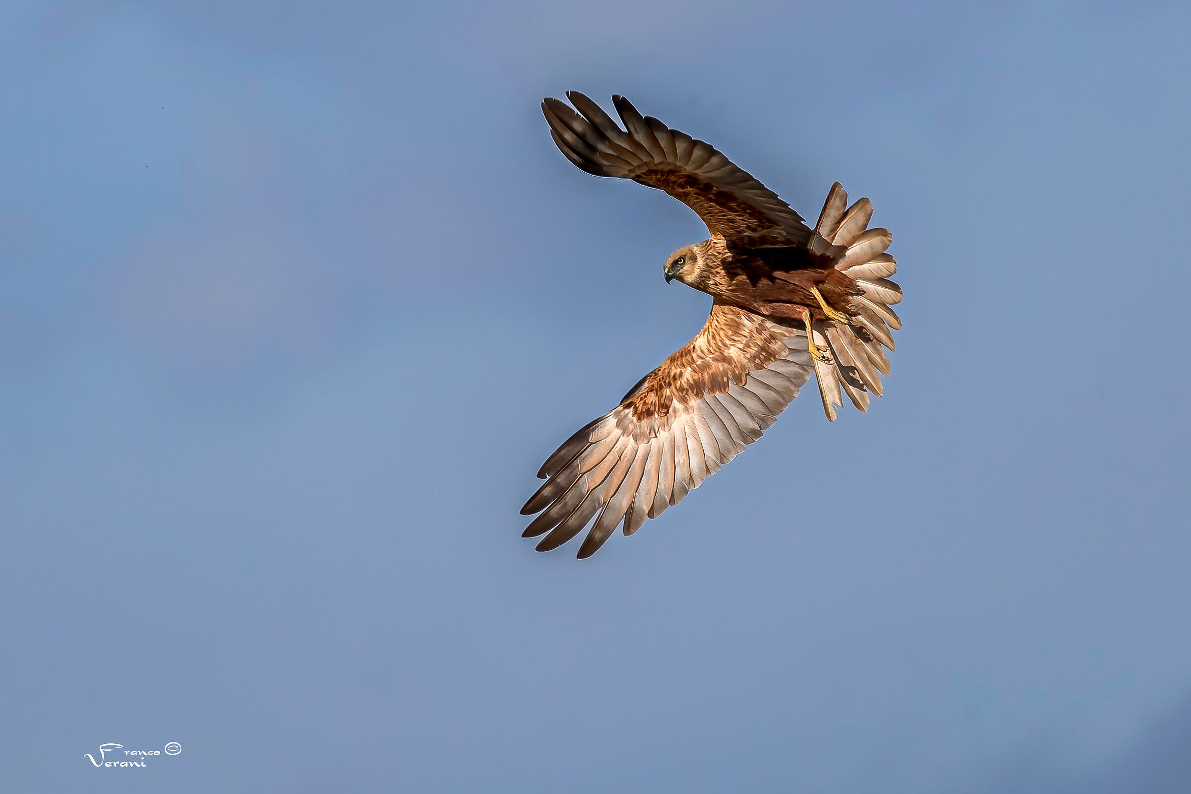 Marsh Harrier
