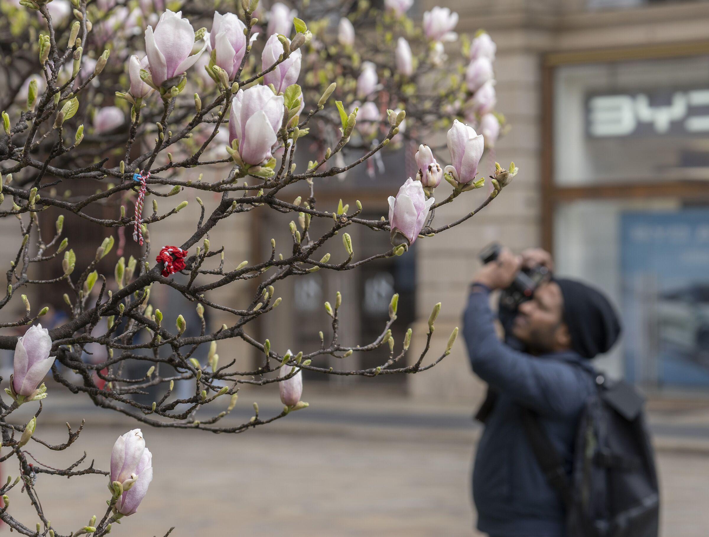 “Magnolia Denudata” in Piazza Duomo -13/03/2025,...