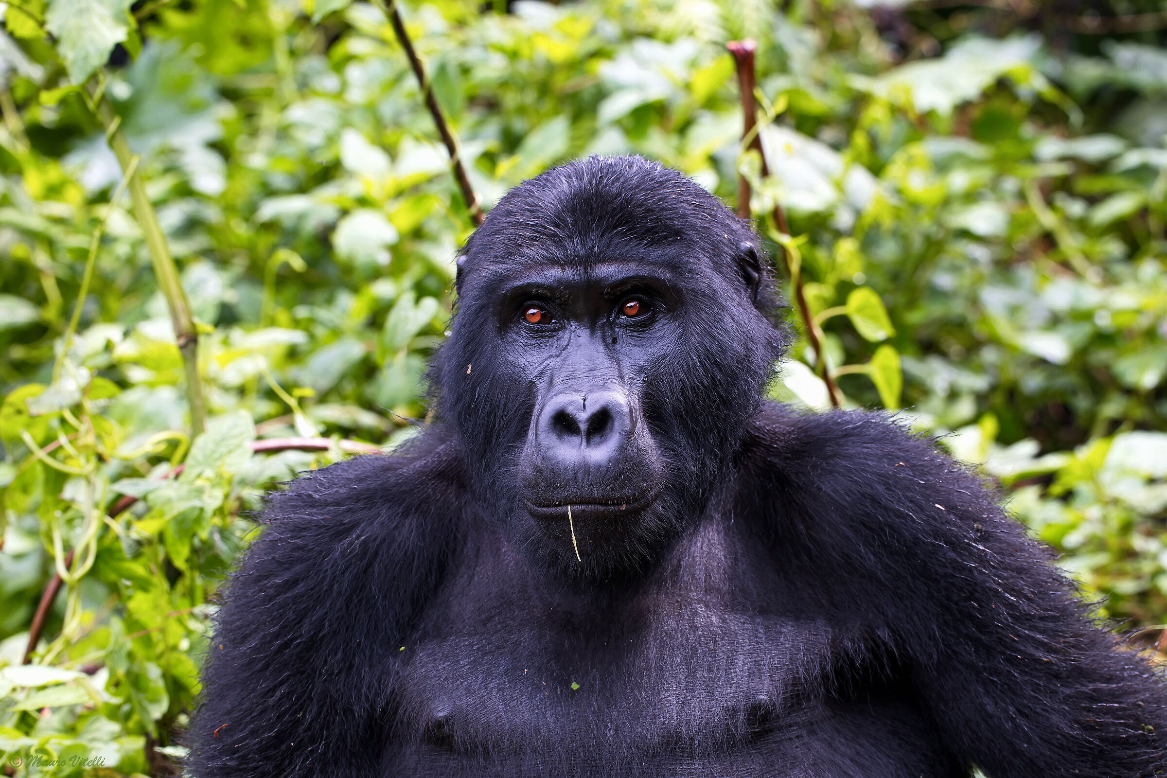 Johnny Stecchino (Uganda)