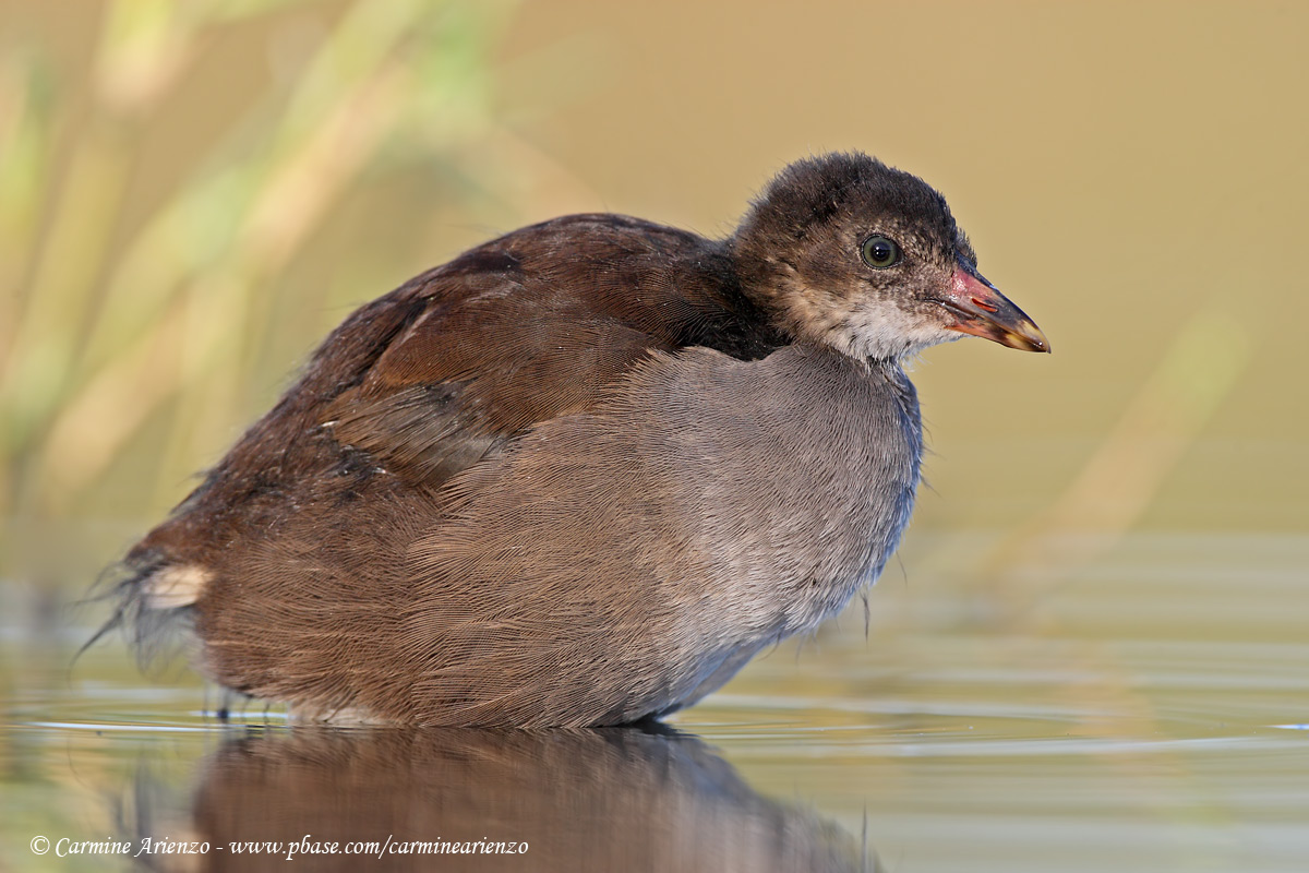 Giovane gallinella 3