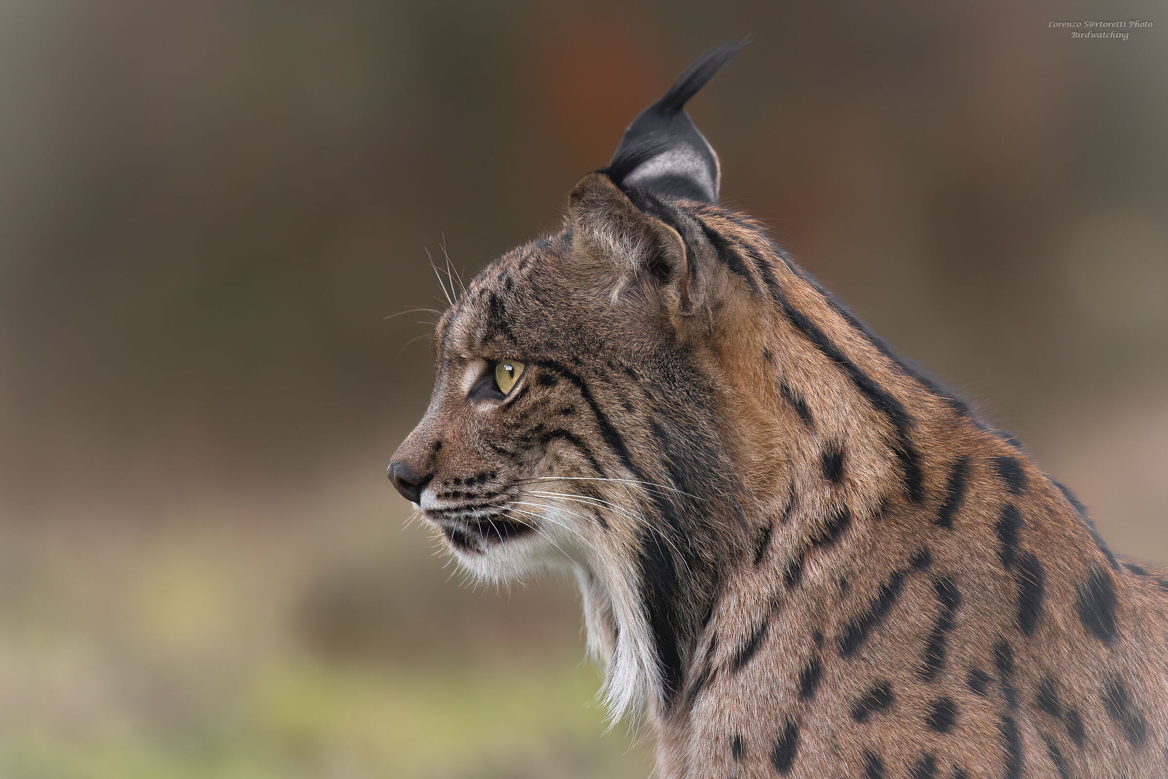 Profile of the Iberian lynx