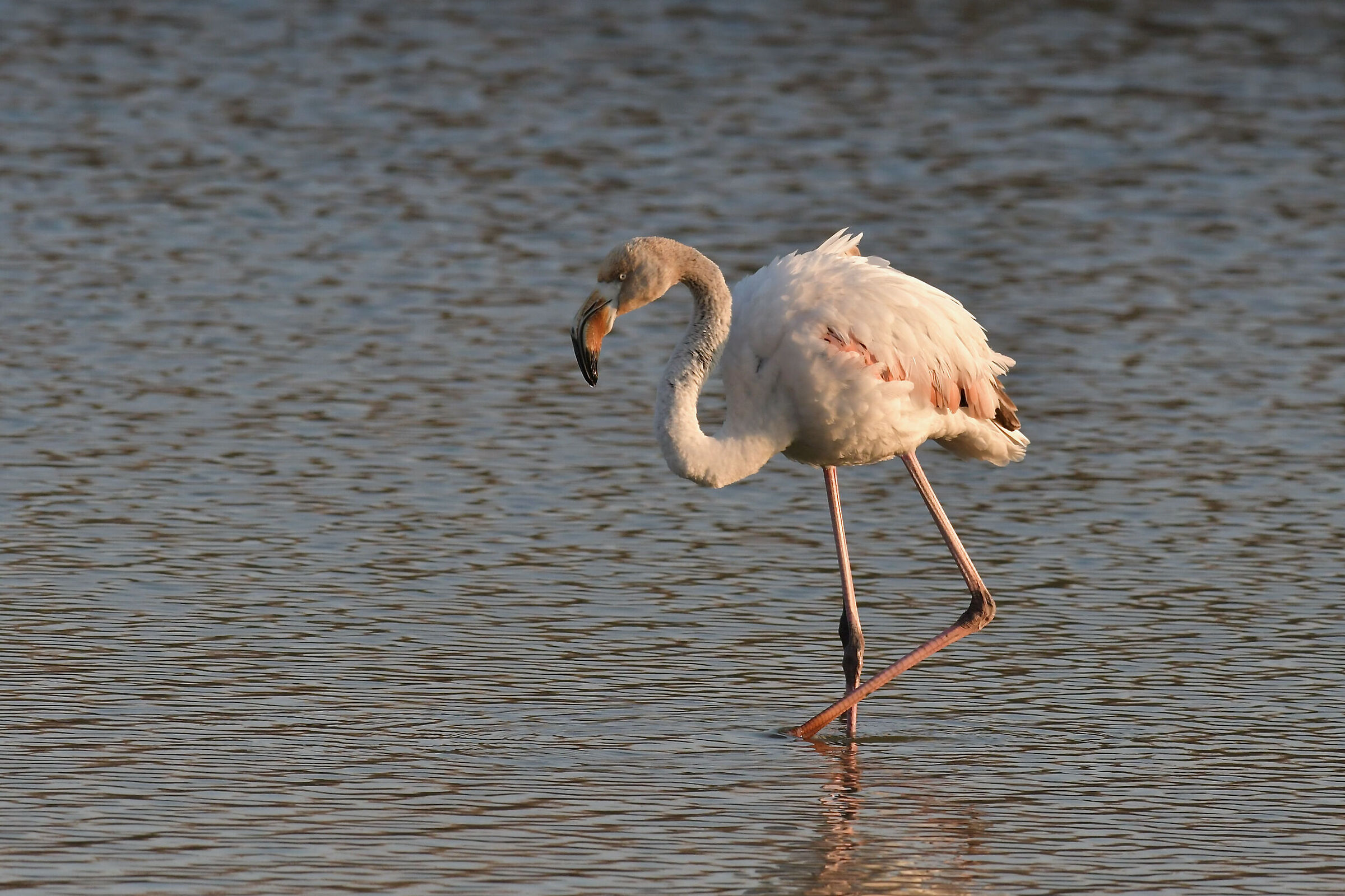 In the warm light of the sunset