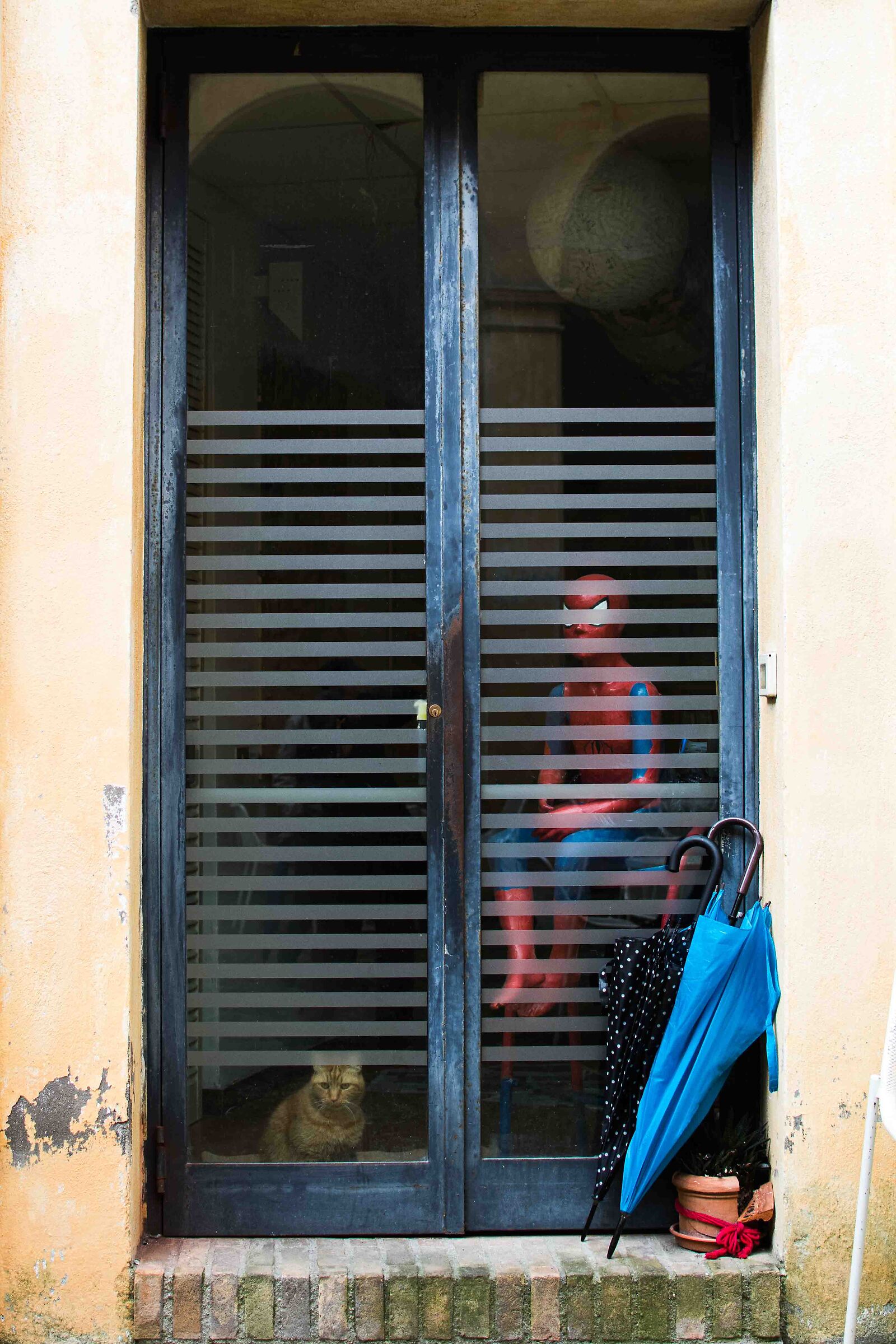 L'uomo ragno e il gatto