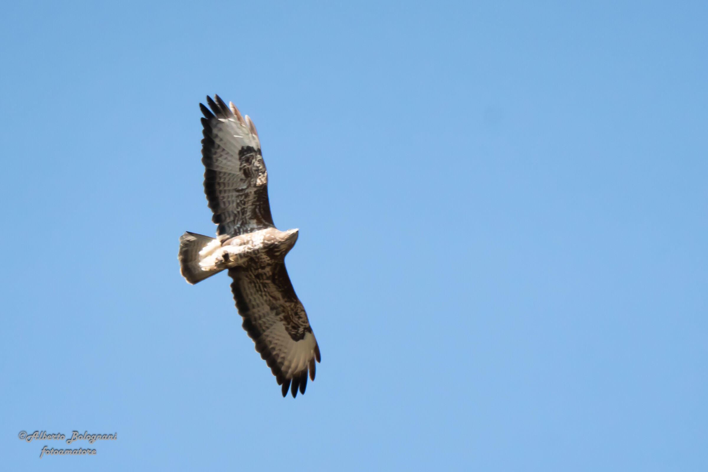 poiana (Buteo, Buteo)