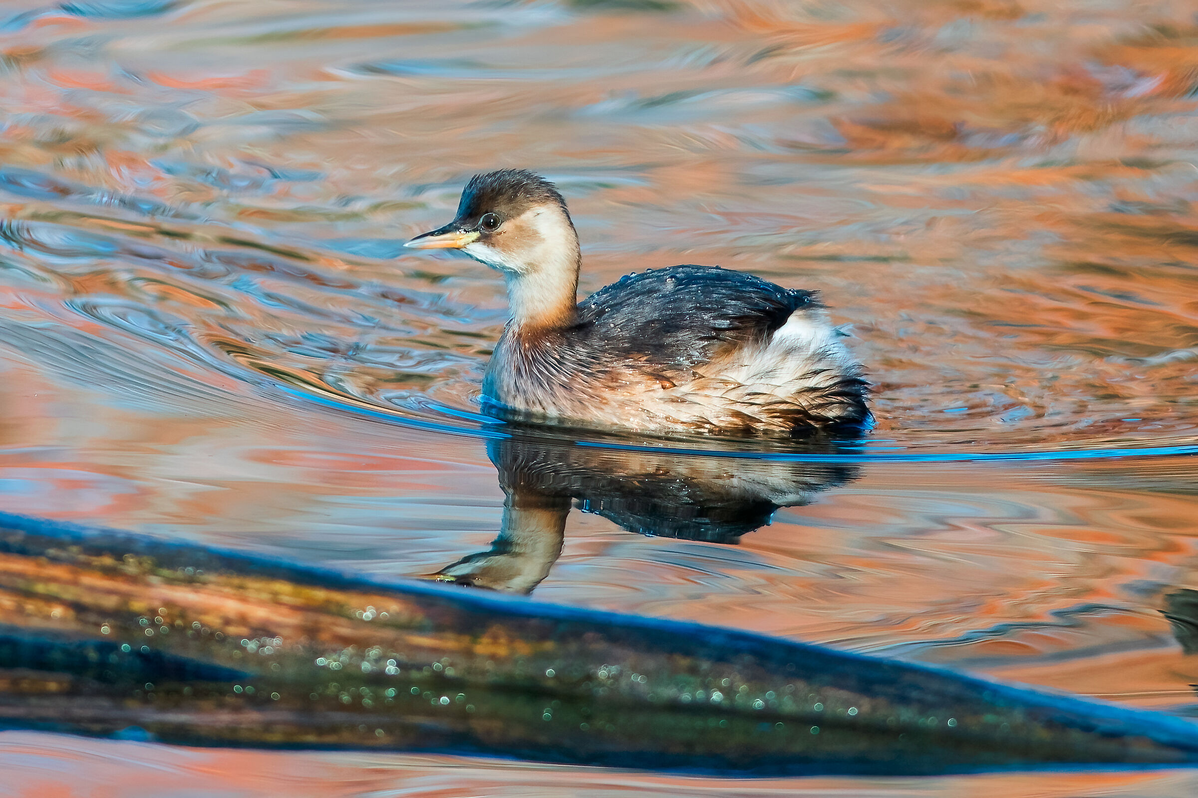 The Little Grebe