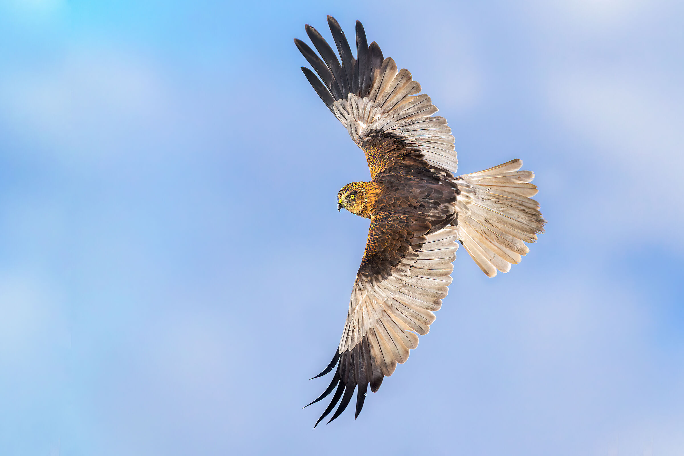 Marsh Harrier