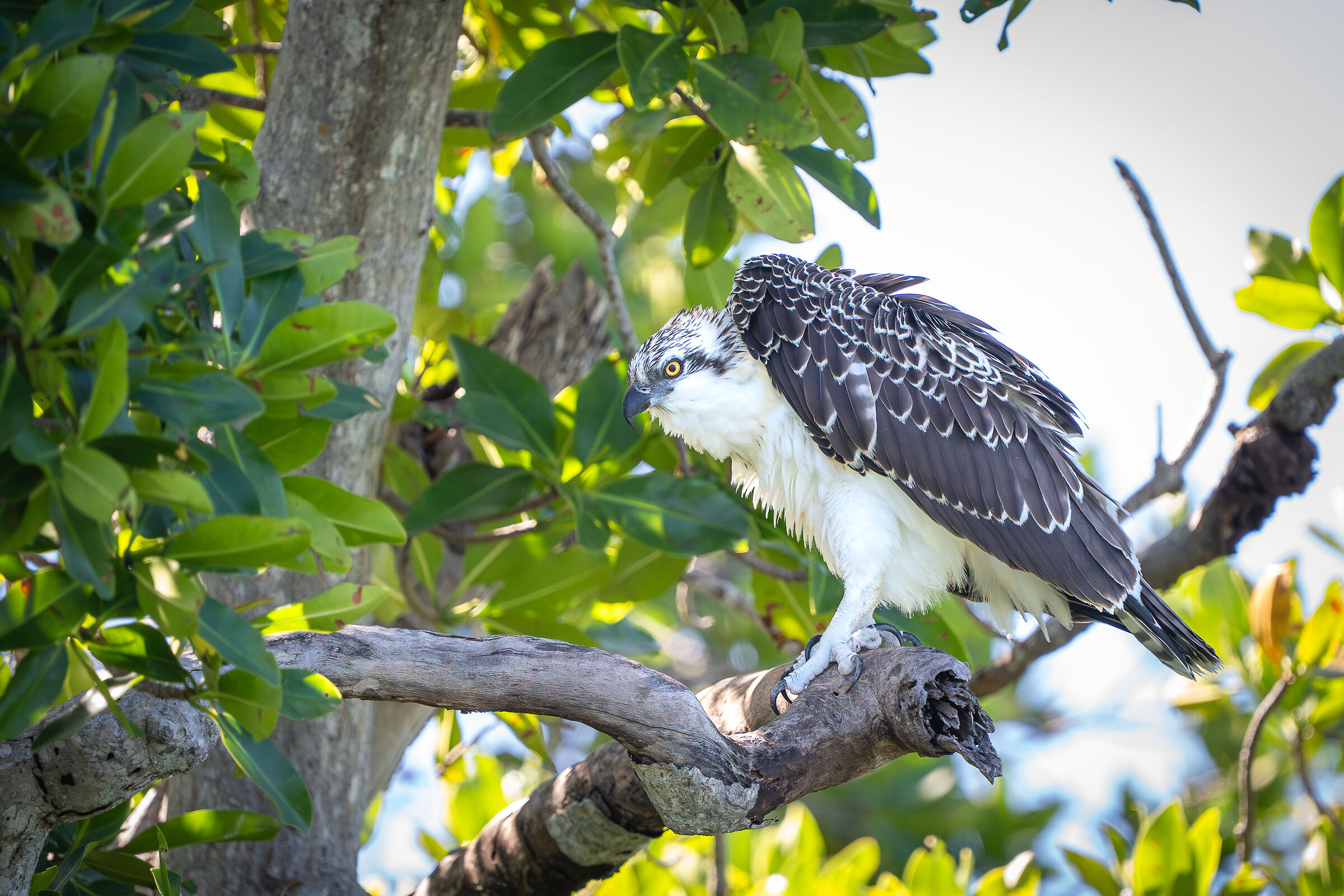 Giovane Falco Pescatore