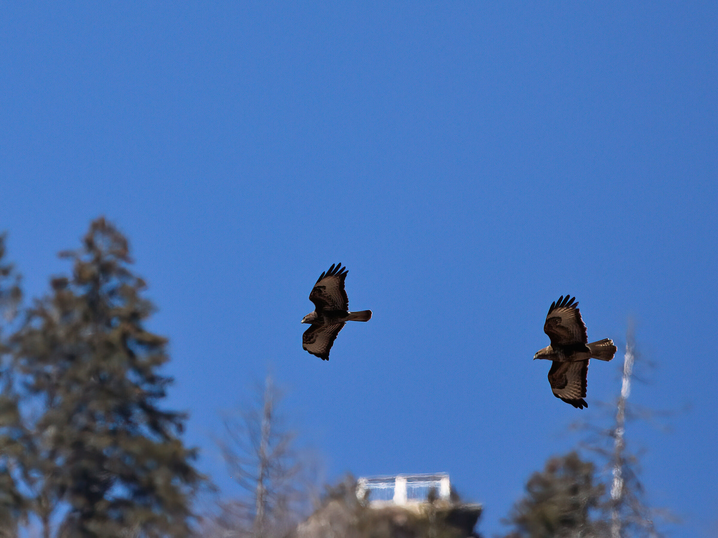 time of love..... Buzzards