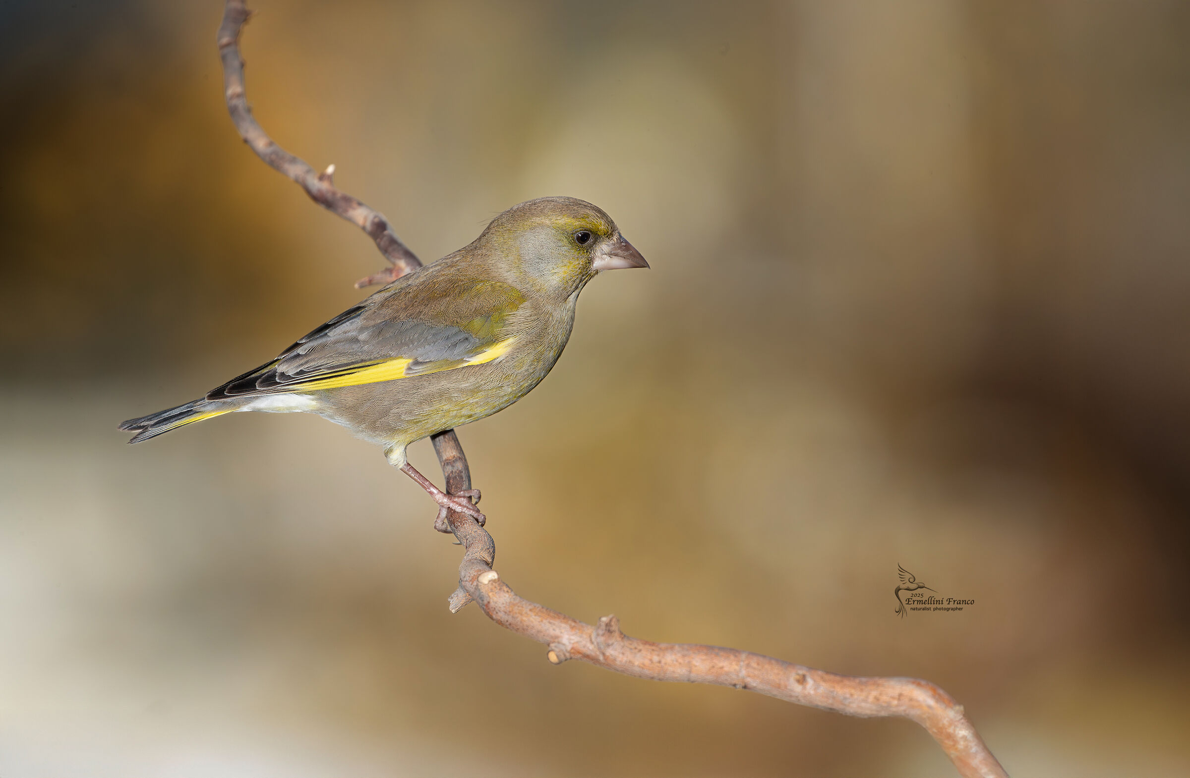 Greenfinch