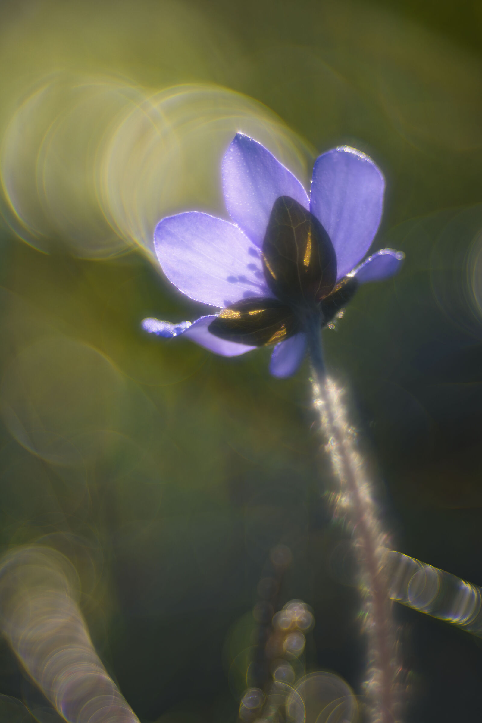 Hepatica