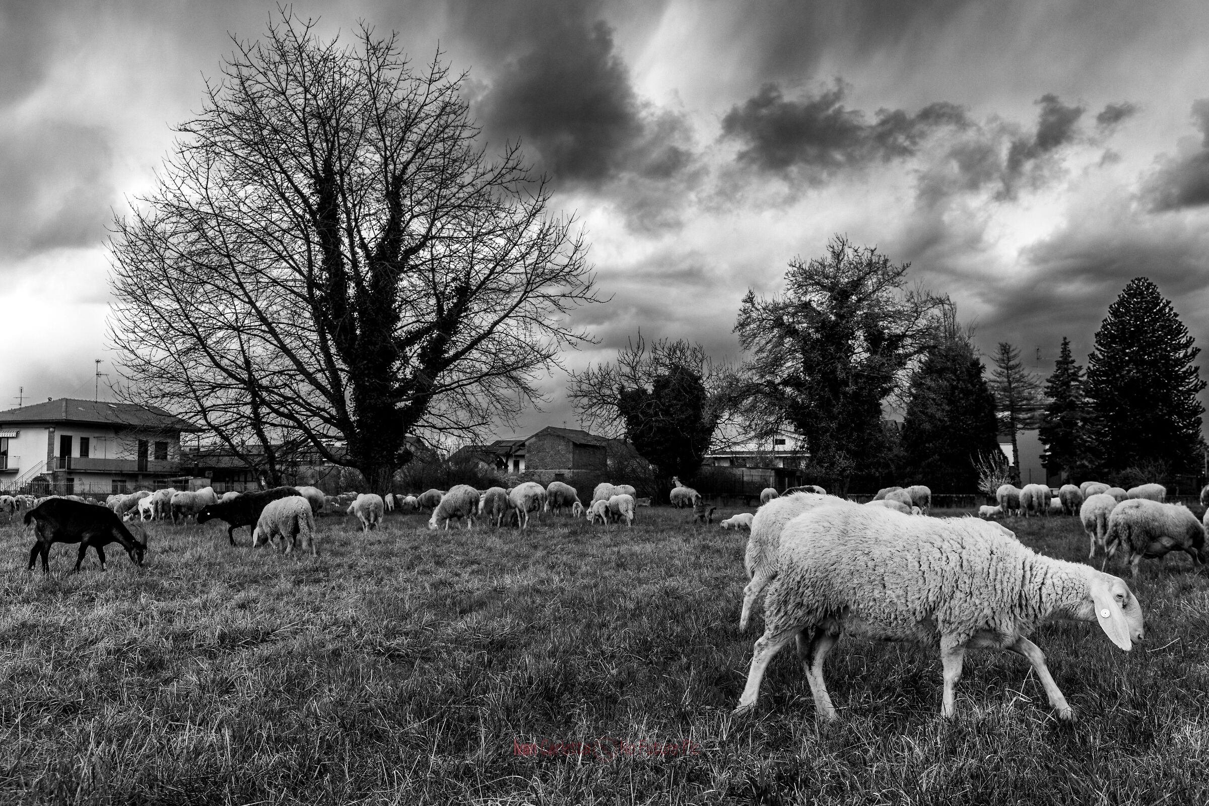 Ewes