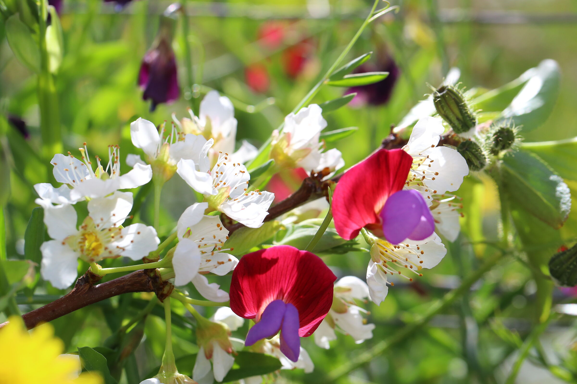 Susino e bocca di leone