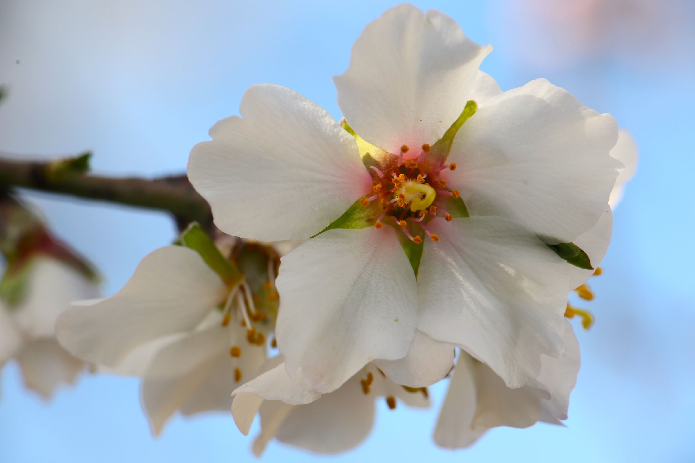 Mandorlo in fiore 2025