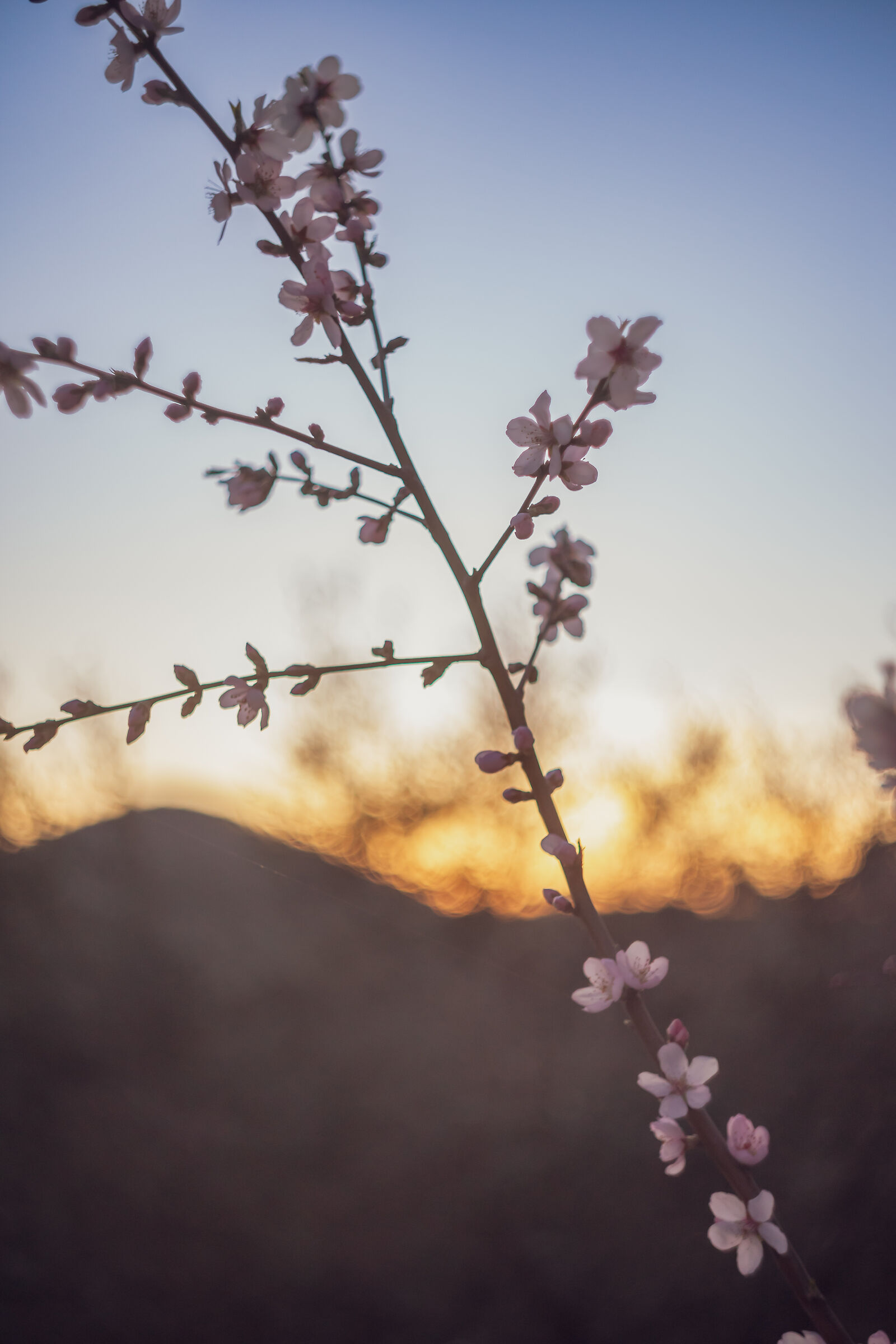 Monte Fasolo Helios 44m-4
