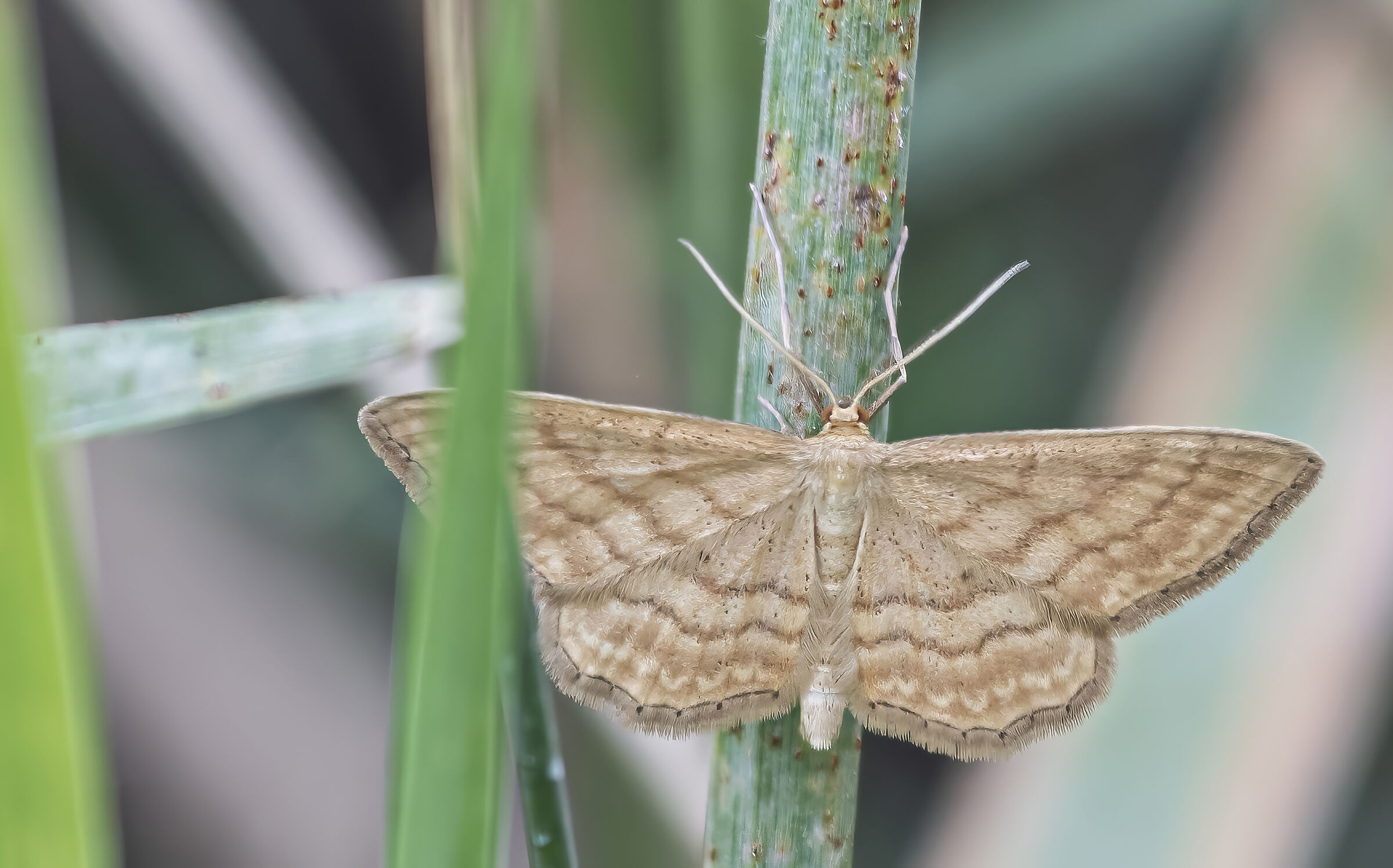 Scopula