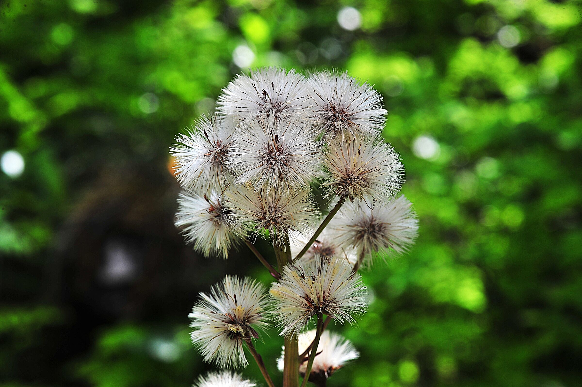 Macro