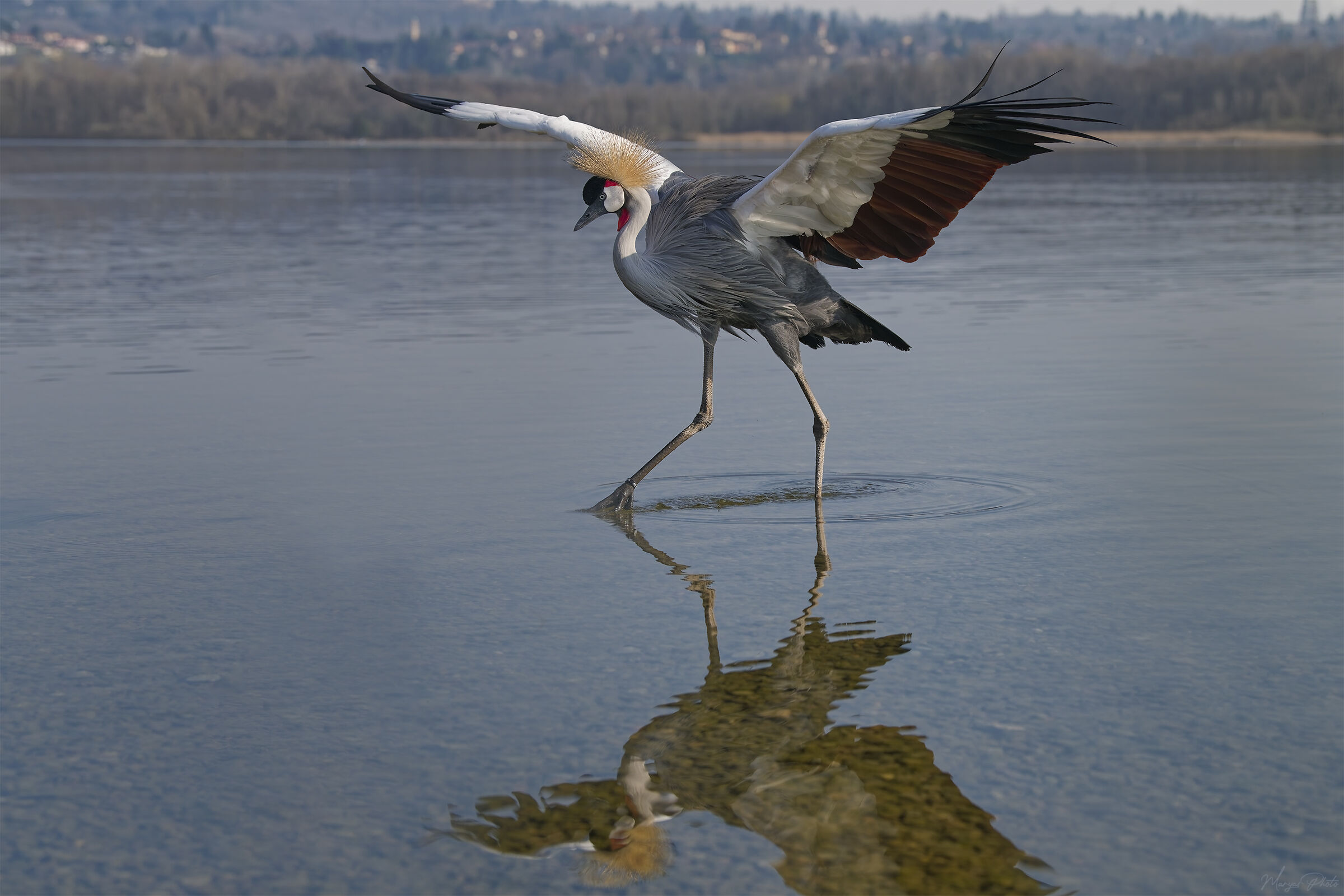 The queen of the lake