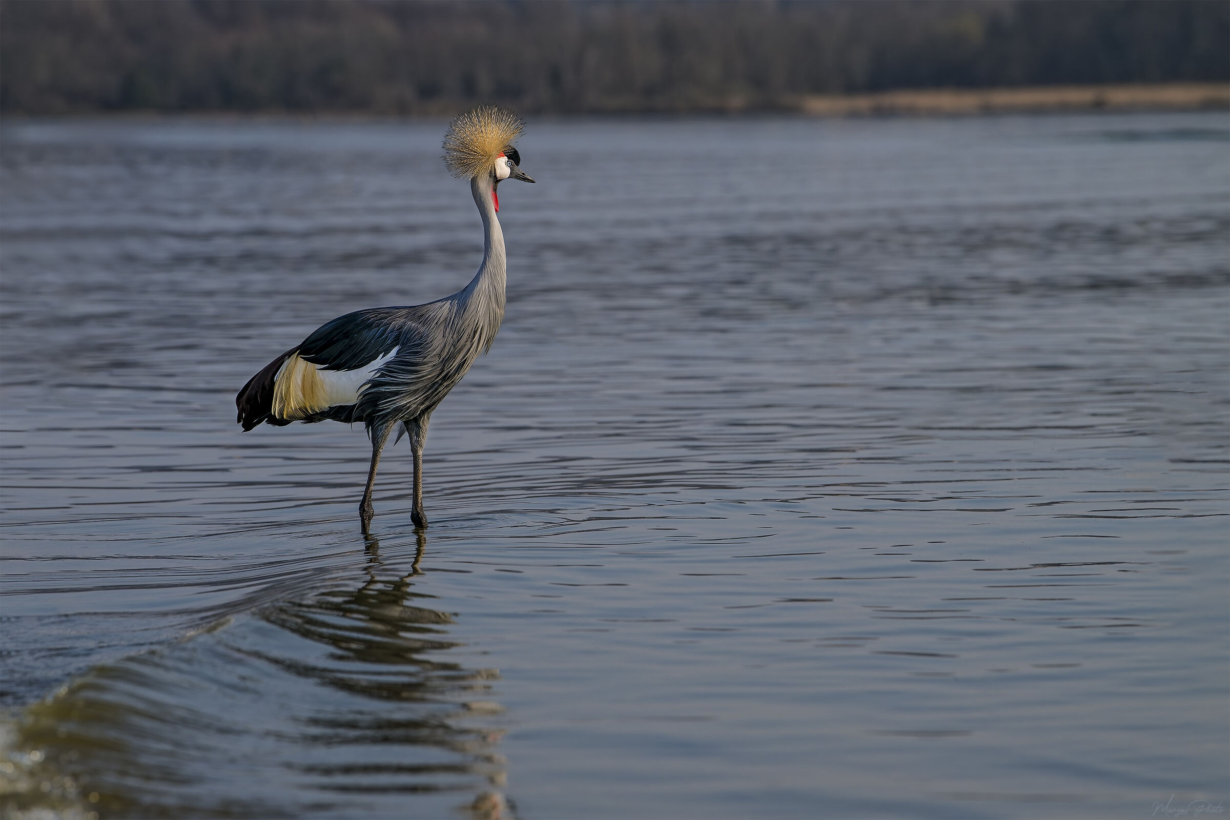 The queen of the lake