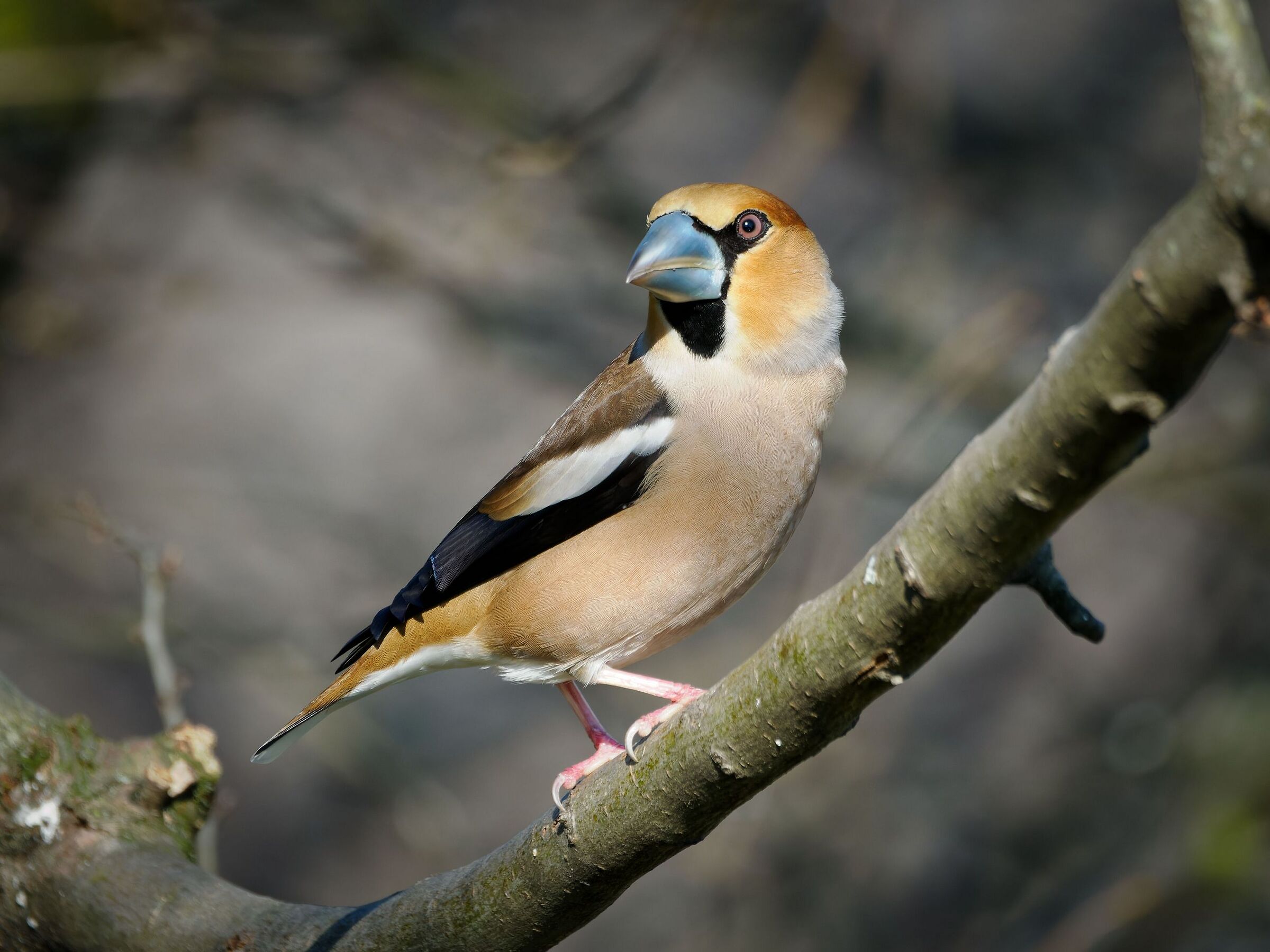 Hawfinch ?