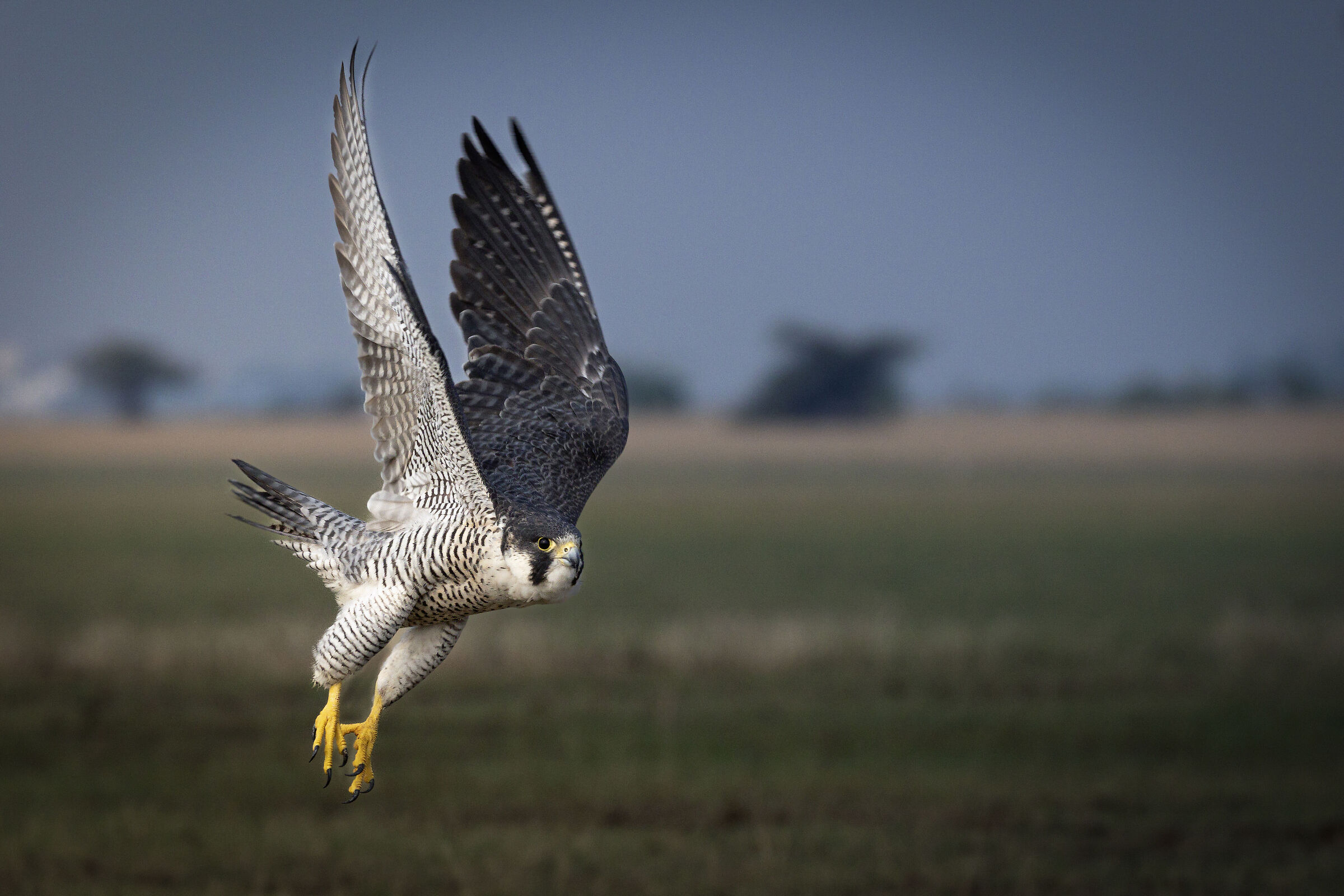 Il falco pellegrino
