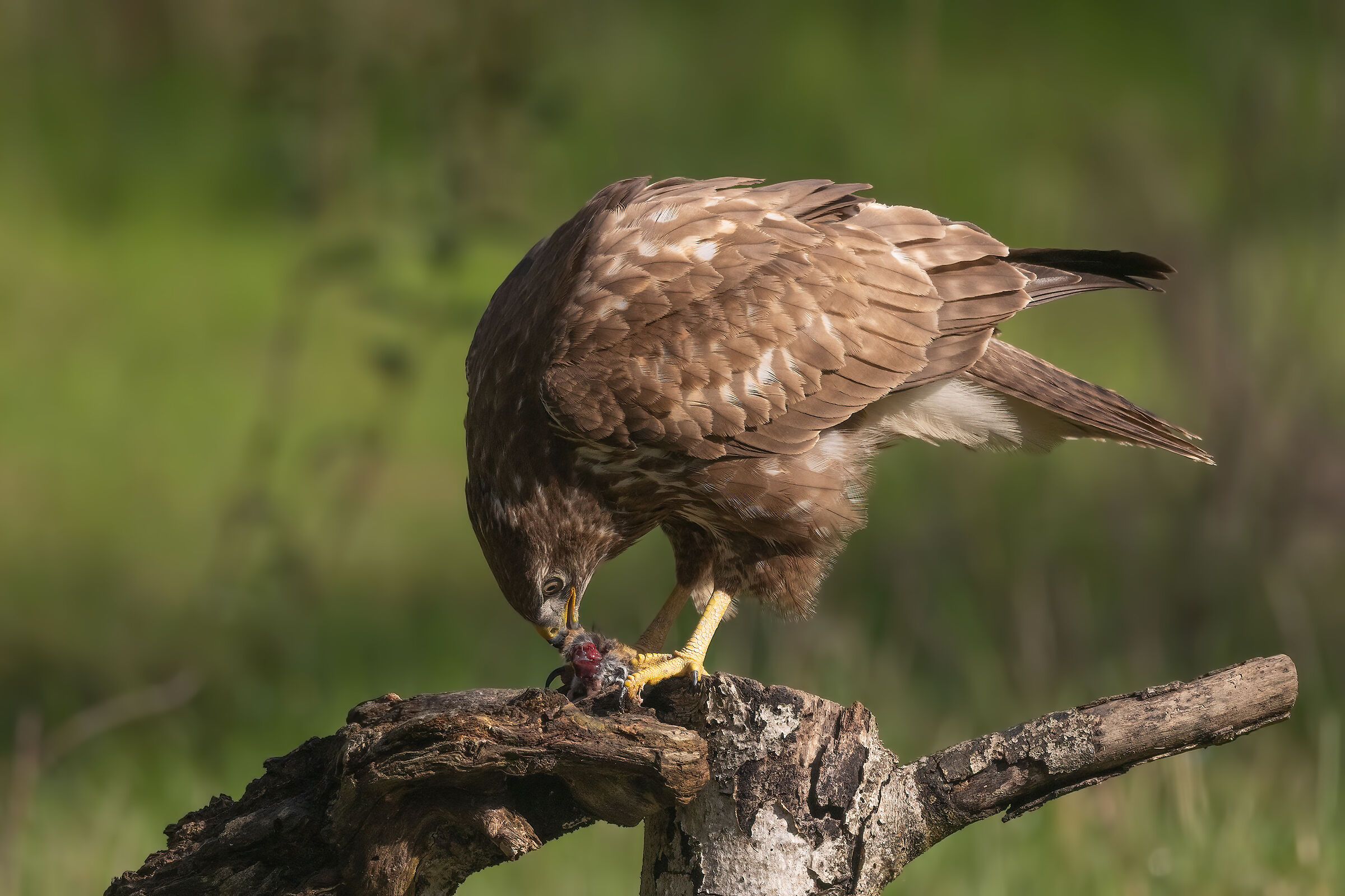 Poiana con preda (topo di campagna)