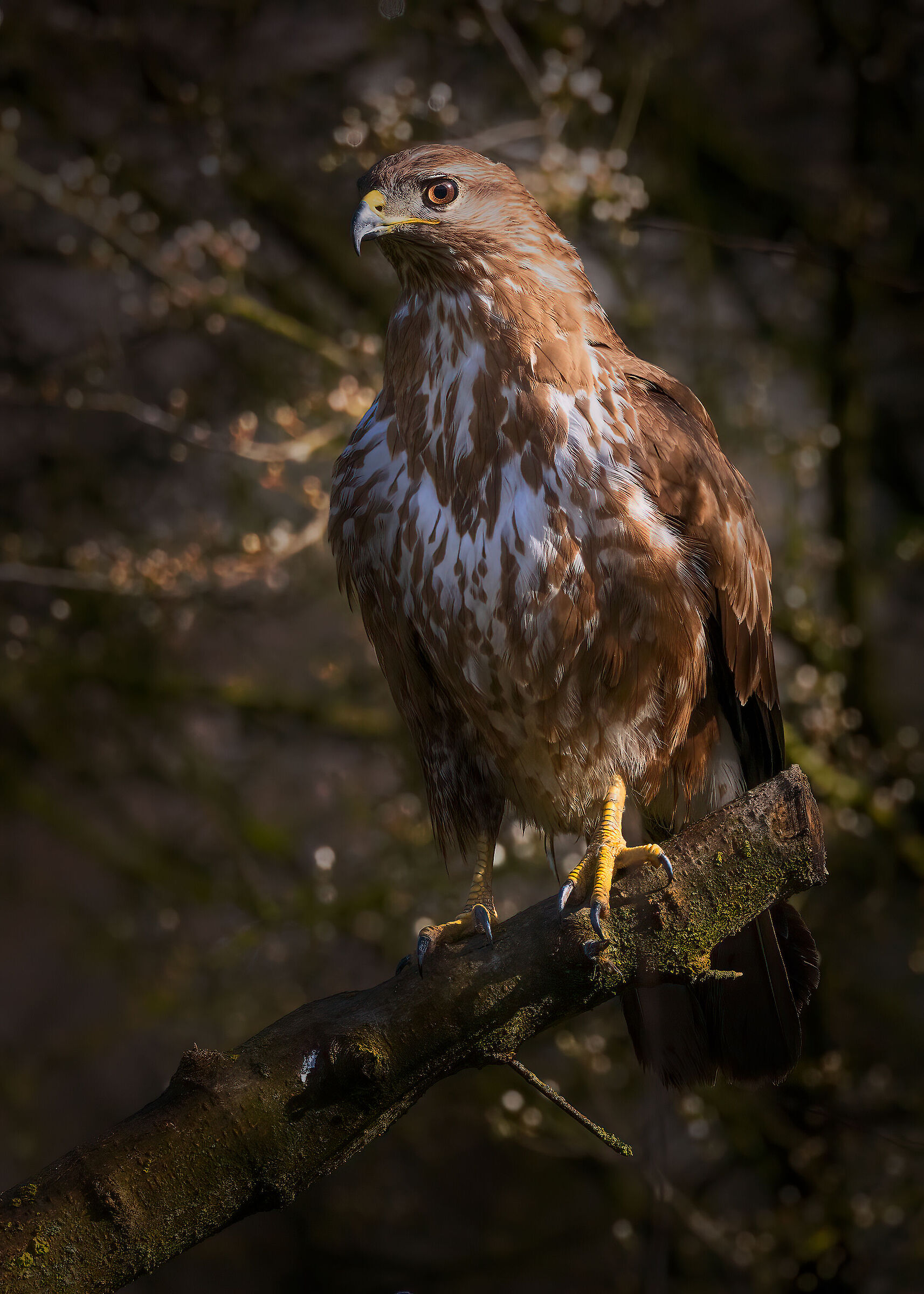 Poiana (Buteo buteo)