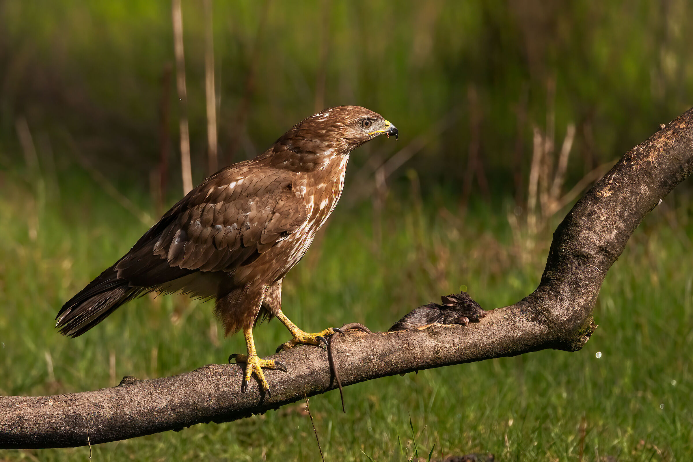 Poiana con preda (topo di campagna)