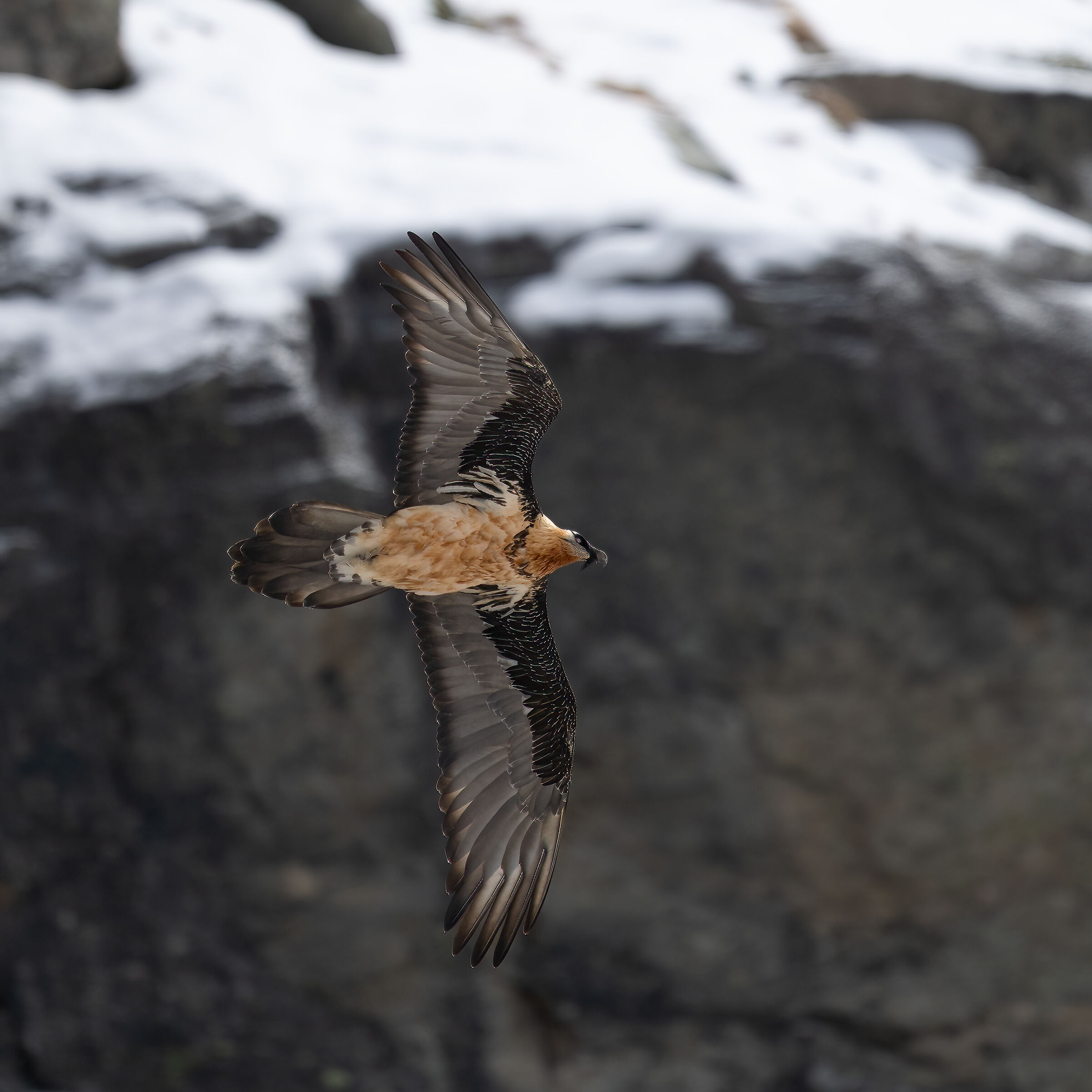 Gypaetus barbatus - Gran Paradiso National Park