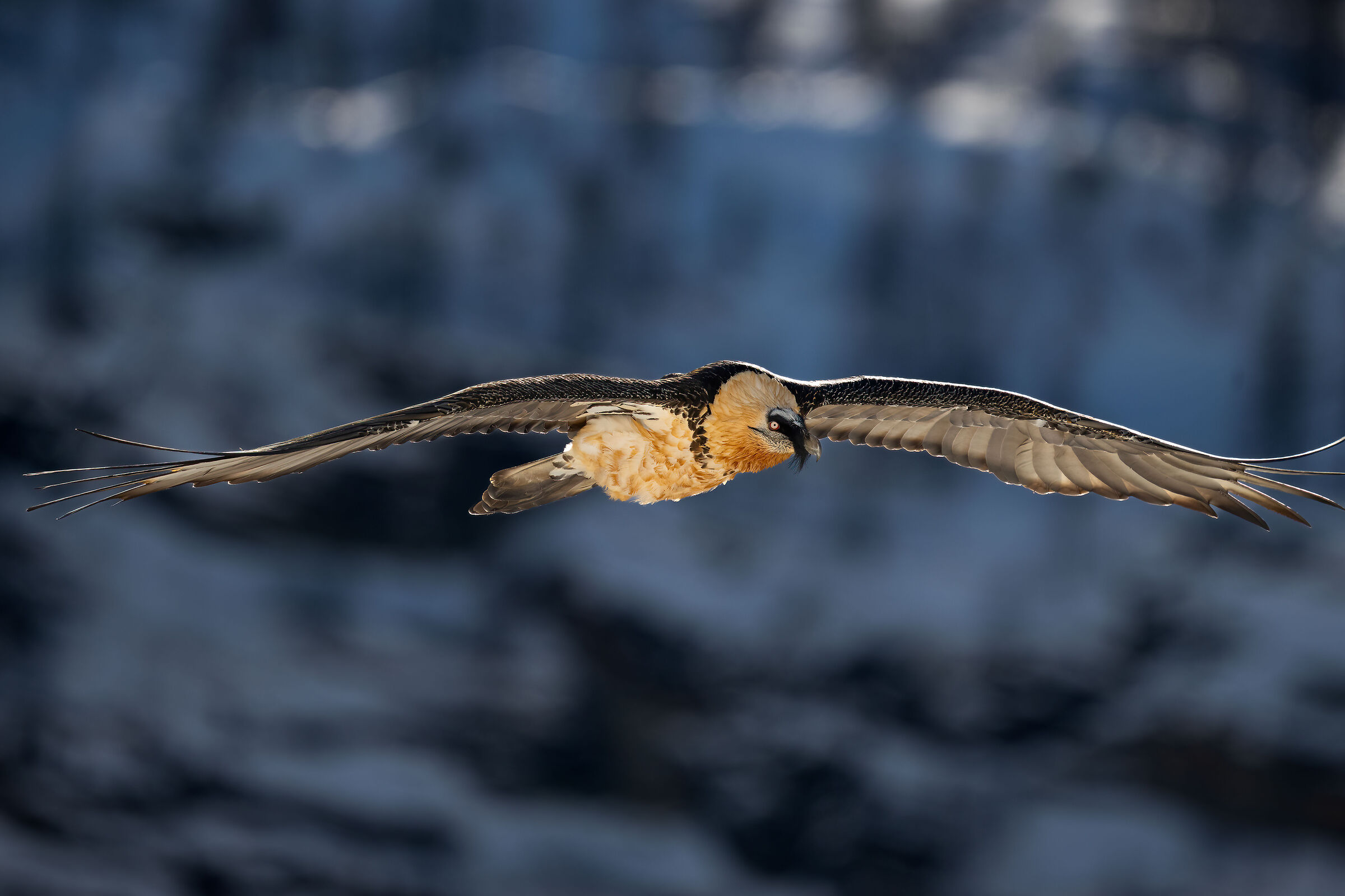 Gypaetus barbatus - Gran Paradiso National Park