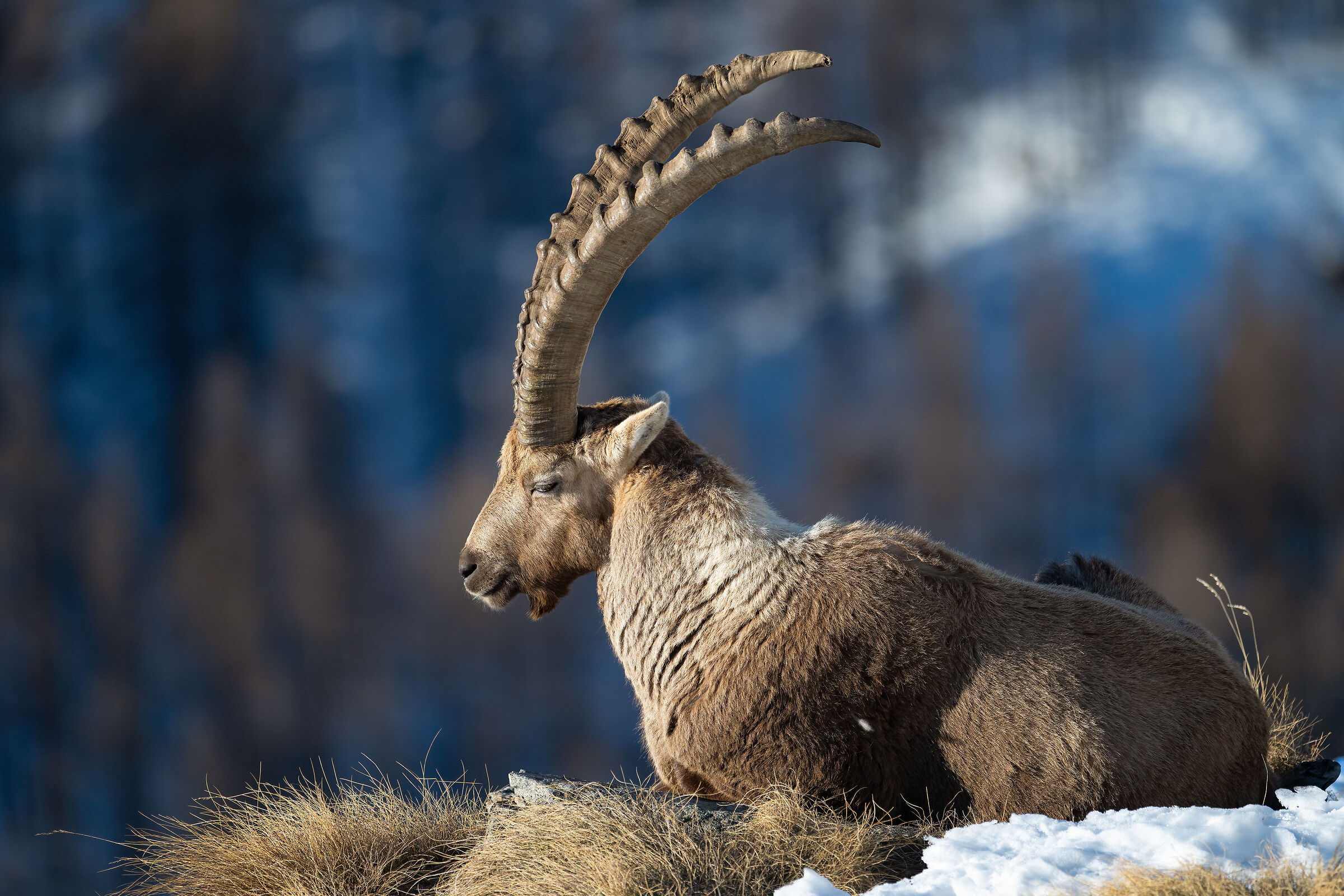 Ibex - Gran Paradiso National Park