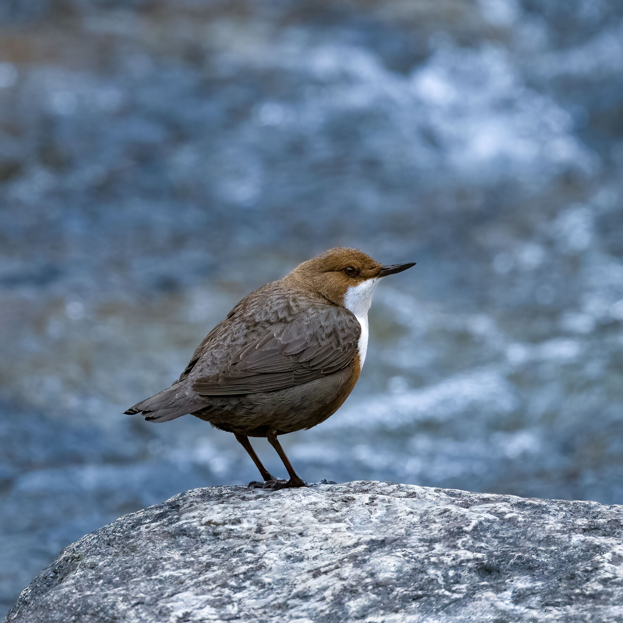Dipper - Gran Paradiso National Park