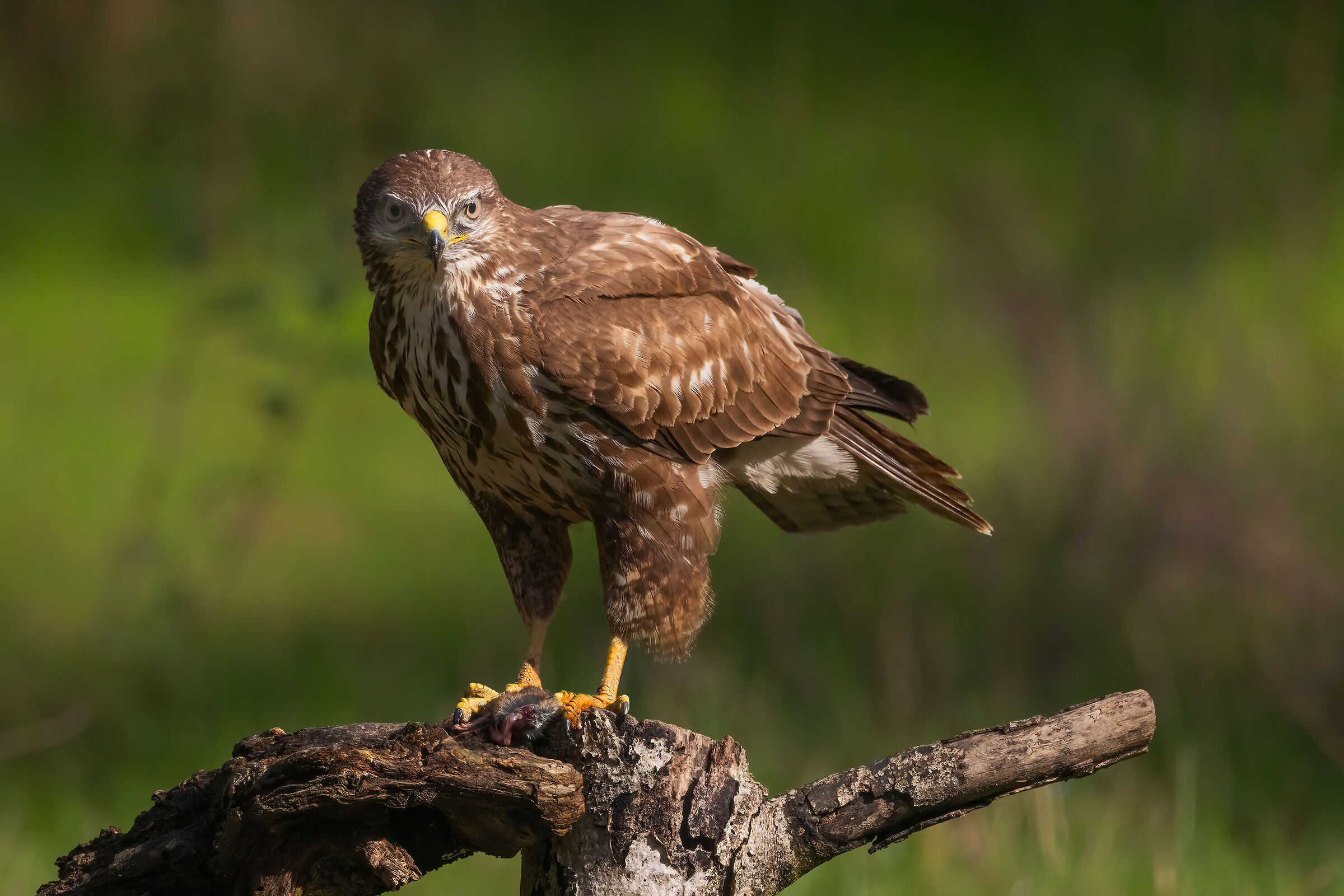 Poiana con preda (topo di campagna)