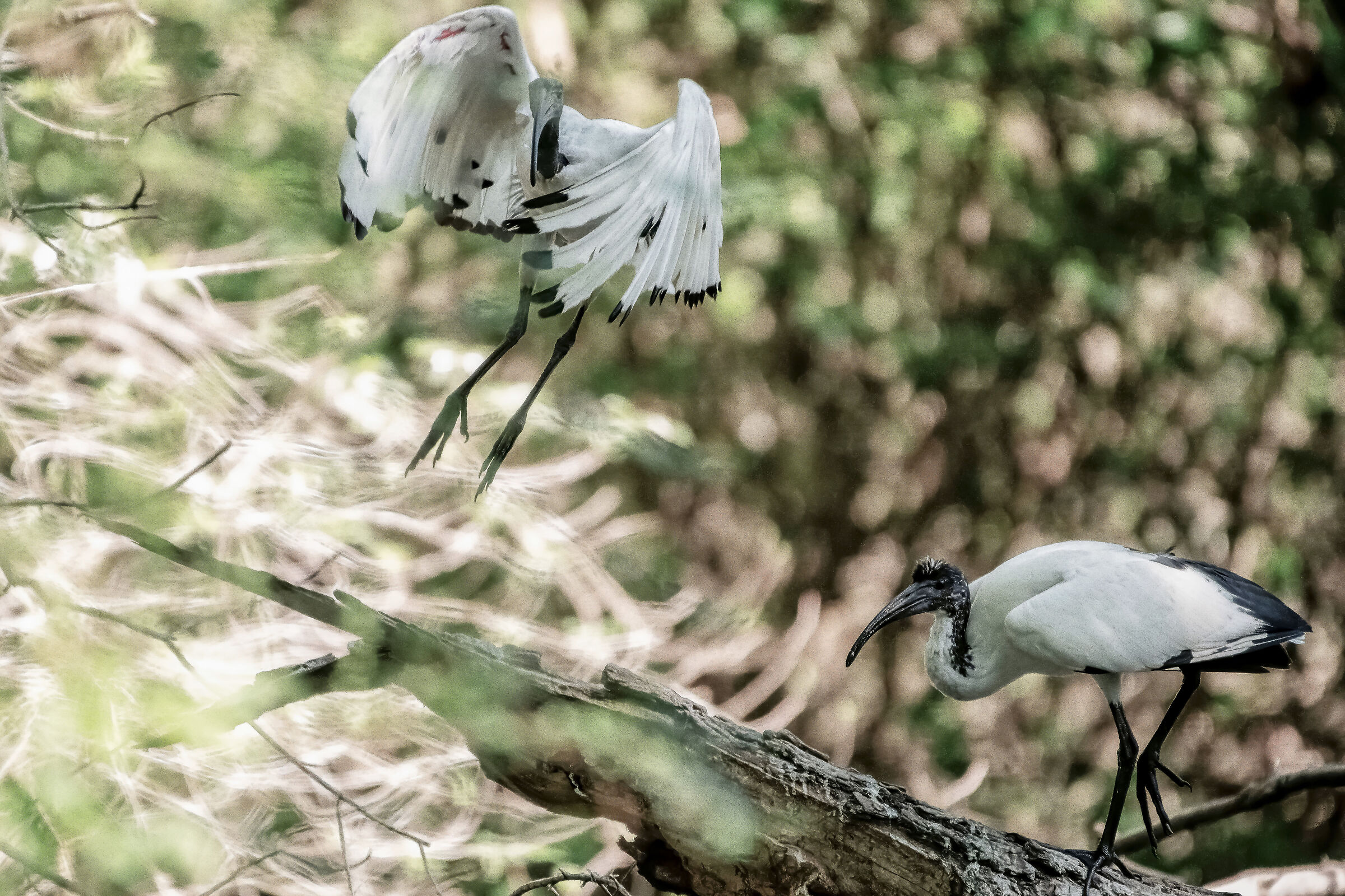 Ibis Sacro 1