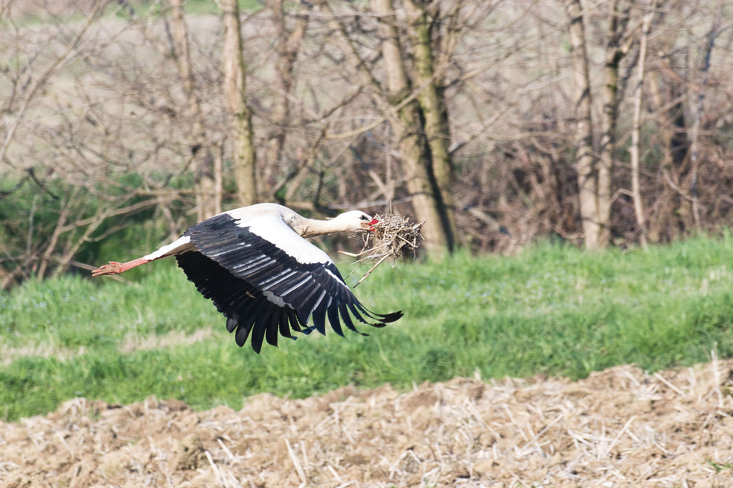 Cicogna in volo per il nido