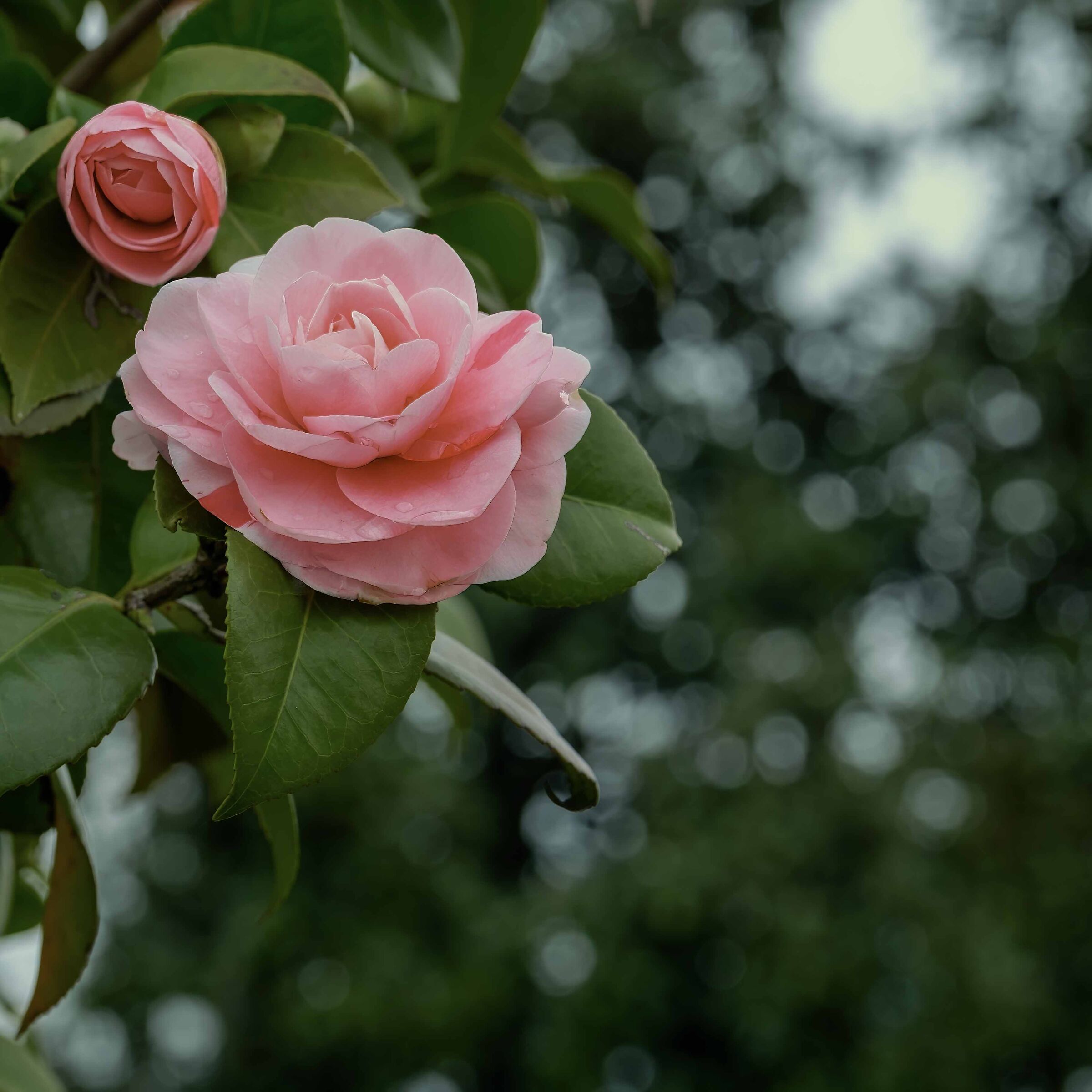 Camellia japonica