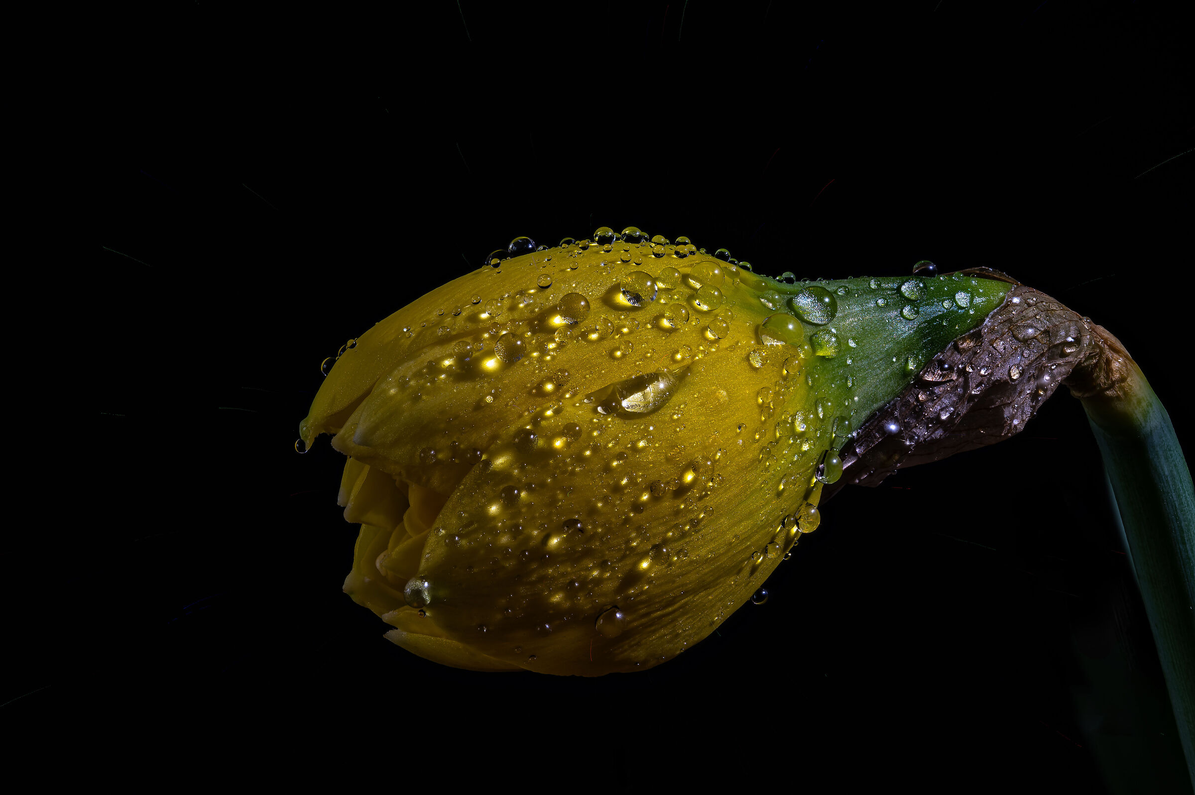 Narcissus